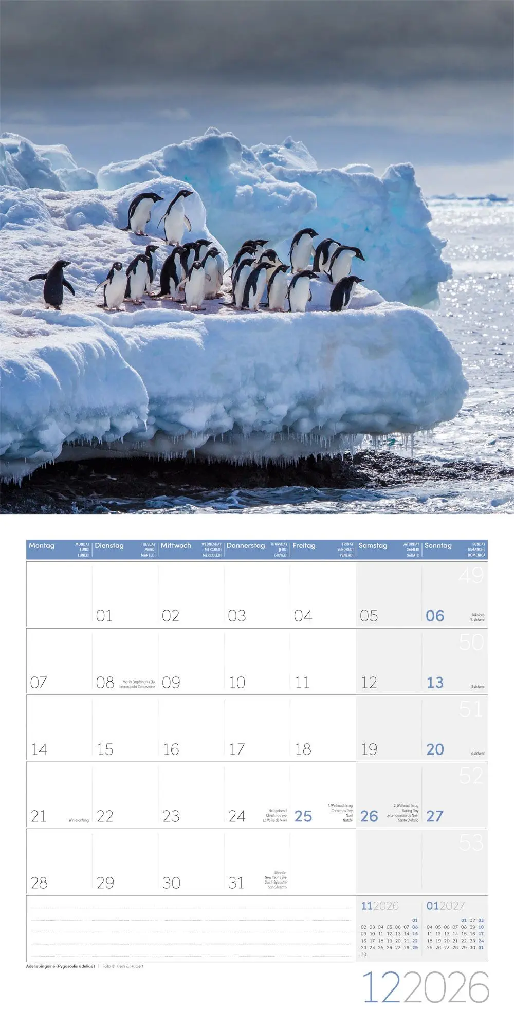 Bild: 9783838446257 | Pinguine Kalender 2026 - 30x30 | Ackermann Kunstverlag GmbH | Kalender