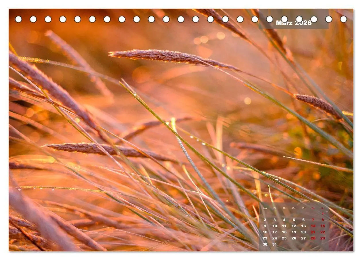 Bild: 9783457596357 | feeling Sylt (Tischkalender 2026 DIN A5 quer), CALVENDO Monatskalender
