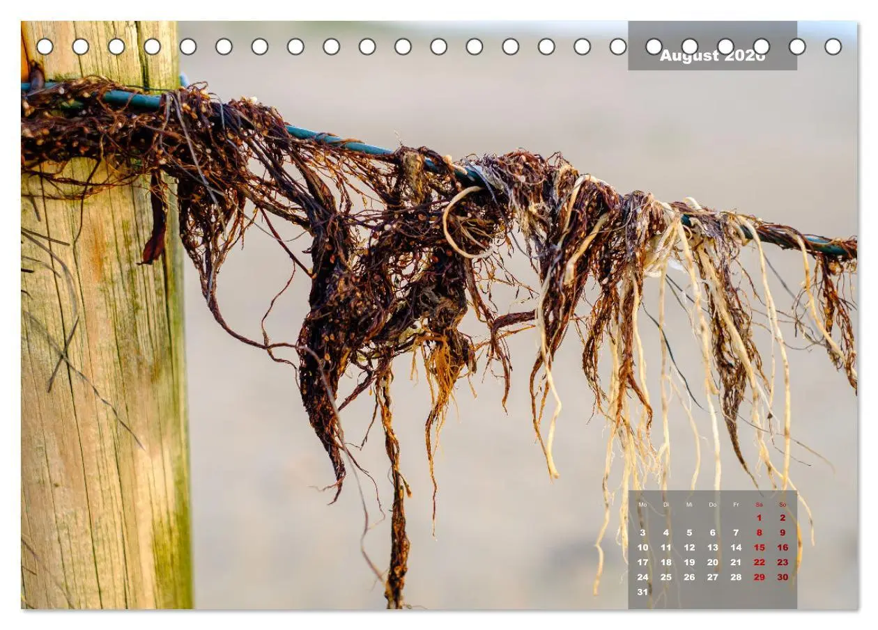 Bild: 9783457596357 | feeling Sylt (Tischkalender 2026 DIN A5 quer), CALVENDO Monatskalender