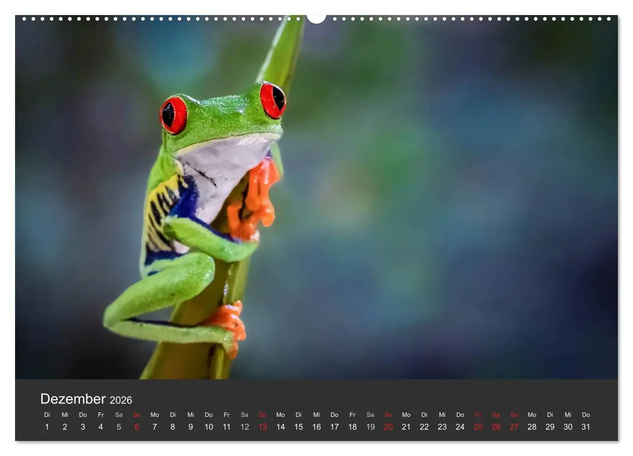 Bild: 9783516126457 | Costa Rica tierisch gut 2026 (hochwertiger Premium Wandkalender...