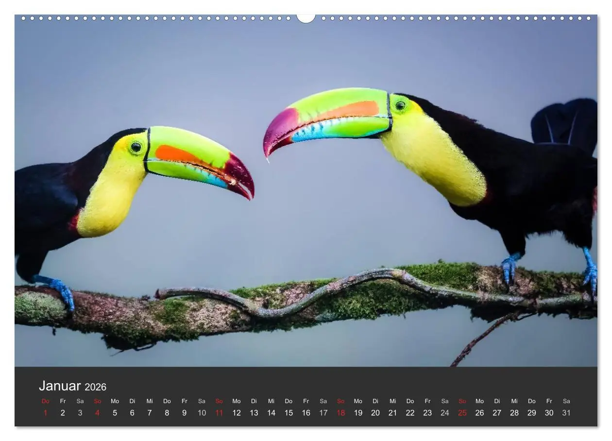 Bild: 9783516126457 | Costa Rica tierisch gut 2026 (hochwertiger Premium Wandkalender...