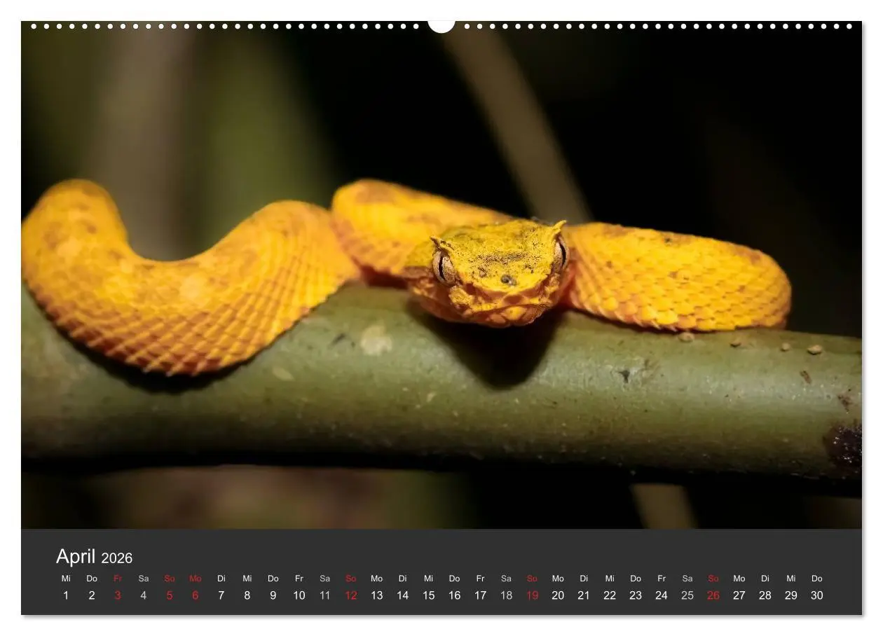 Bild: 9783516126457 | Costa Rica tierisch gut 2026 (hochwertiger Premium Wandkalender...