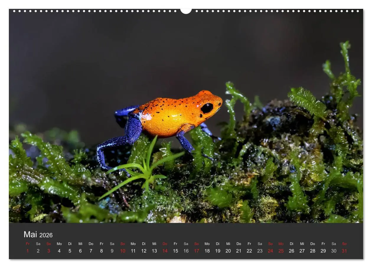 Bild: 9783516126457 | Costa Rica tierisch gut 2026 (hochwertiger Premium Wandkalender...
