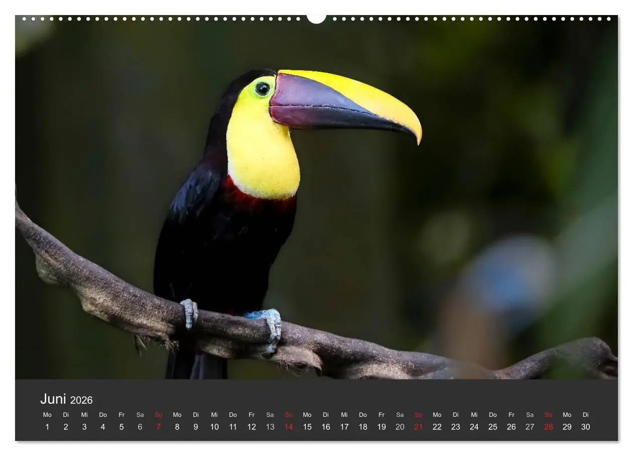 Bild: 9783516126457 | Costa Rica tierisch gut 2026 (hochwertiger Premium Wandkalender...