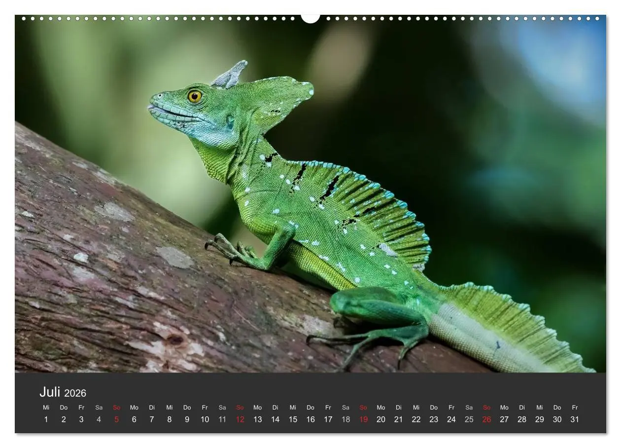 Bild: 9783516126457 | Costa Rica tierisch gut 2026 (hochwertiger Premium Wandkalender...