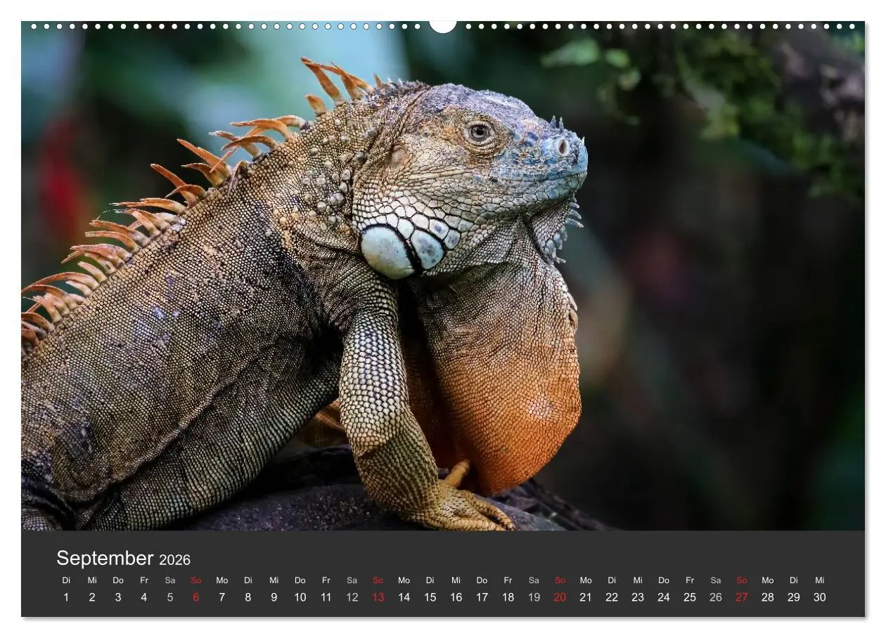 Bild: 9783516126457 | Costa Rica tierisch gut 2026 (hochwertiger Premium Wandkalender...
