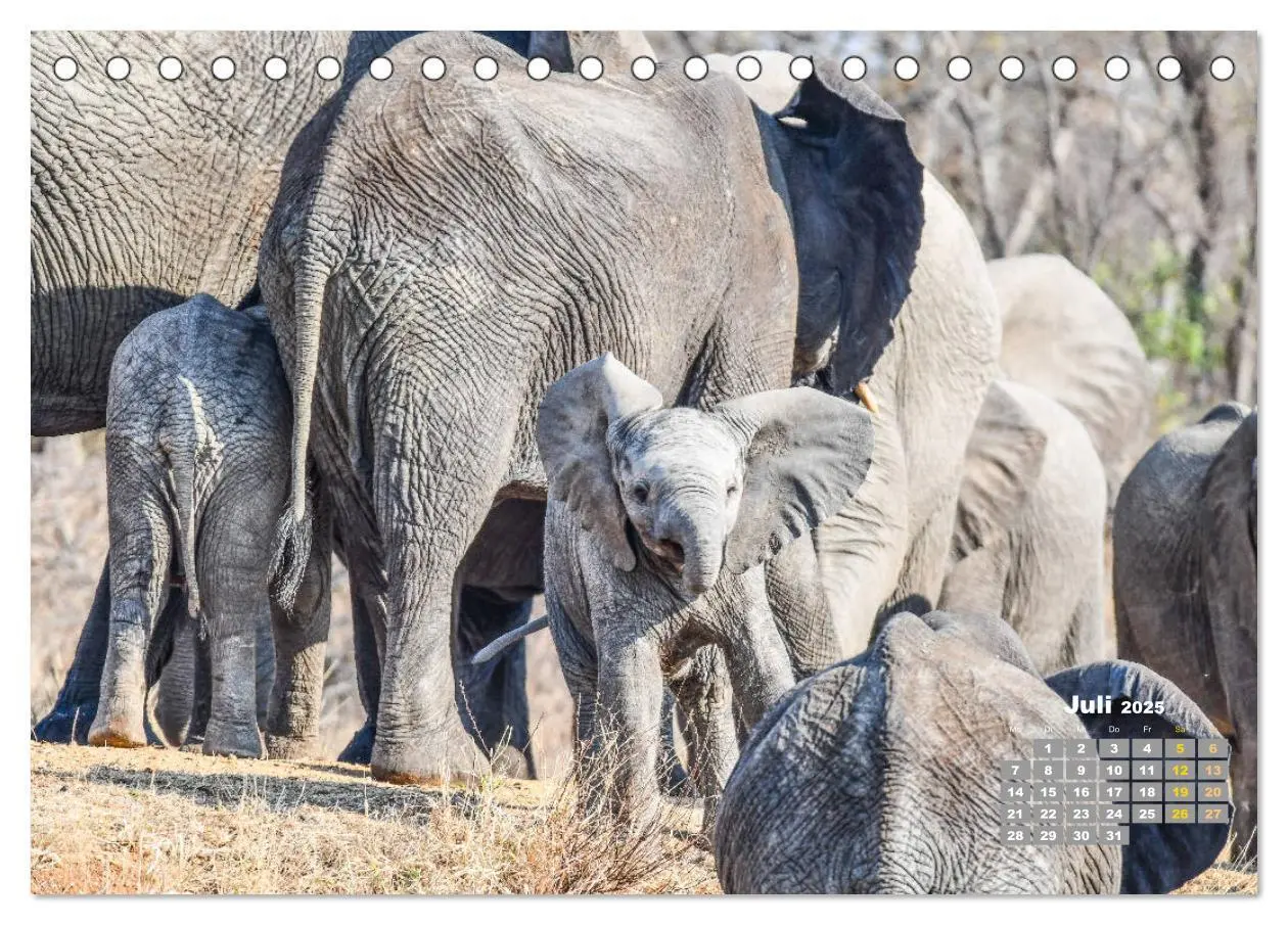 Bild: 9783435246557 | Babyelefanten (Tischkalender 2025 DIN A5 quer), CALVENDO...