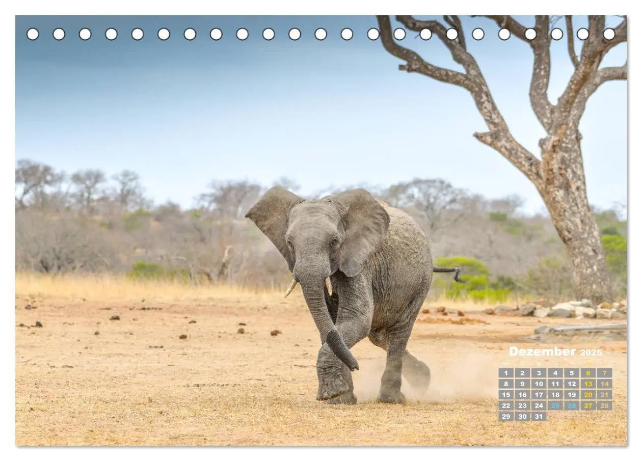 Bild: 9783435246557 | Babyelefanten (Tischkalender 2025 DIN A5 quer), CALVENDO...