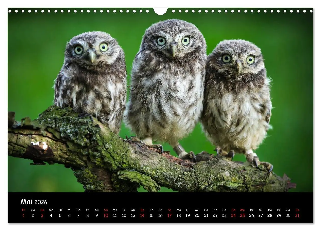 Bild: 9783516106657 | Billerbeck - Perle der Baumberge (Wandkalender 2026 DIN A3 quer),...