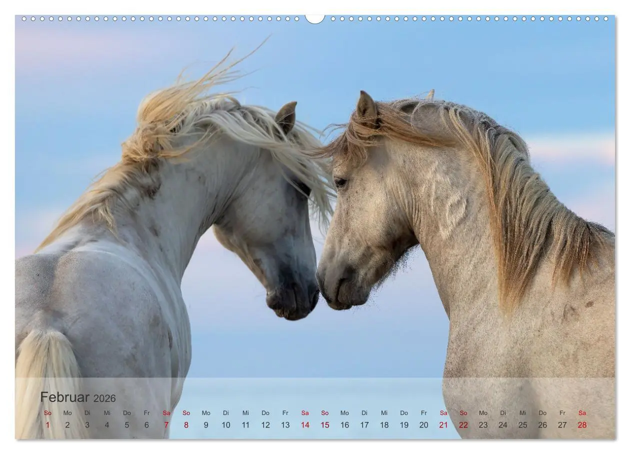 Bild: 9783457306857 | Die weißen Pferde der Camargue (hochwertiger Premium Wandkalender...