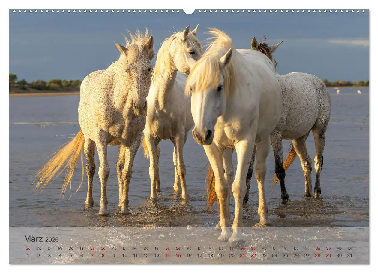 Bild: 9783457306857 | Die weißen Pferde der Camargue (hochwertiger Premium Wandkalender...