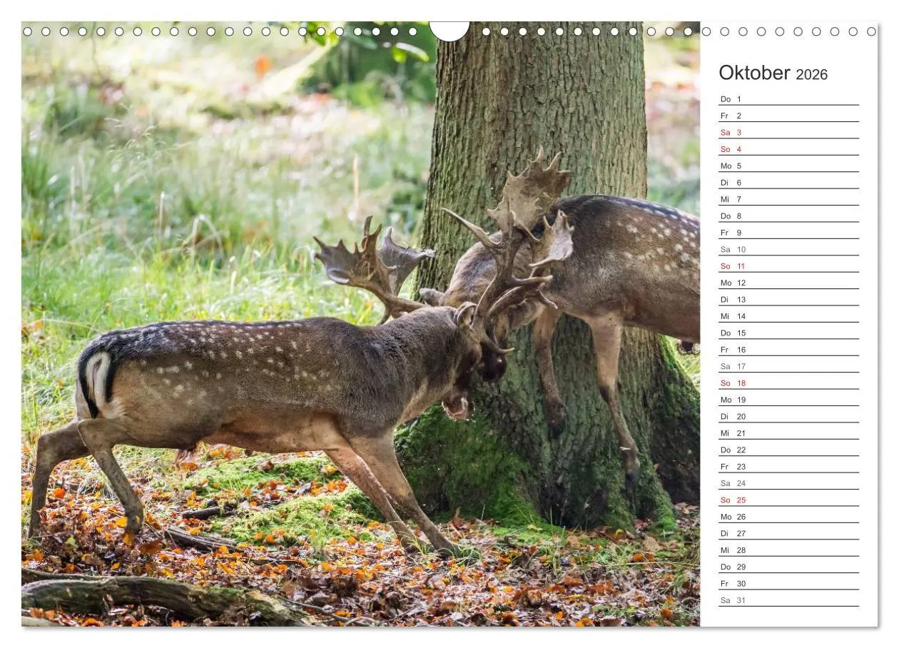 Bild: 9783516006957 | Emotionale Momente: Wild und Jagd. (Wandkalender 2026 DIN A3 quer),...