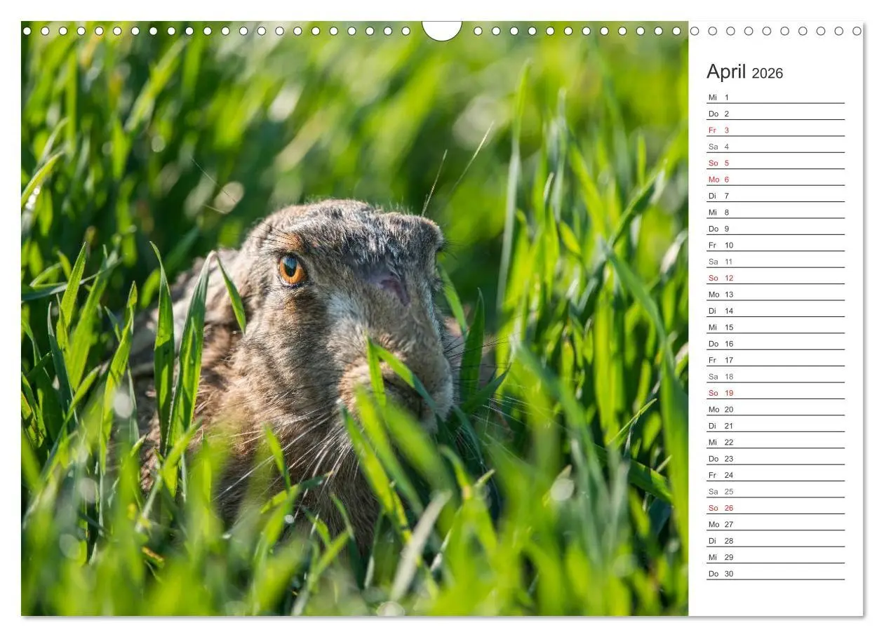 Bild: 9783516006957 | Emotionale Momente: Wild und Jagd. (Wandkalender 2026 DIN A3 quer),...