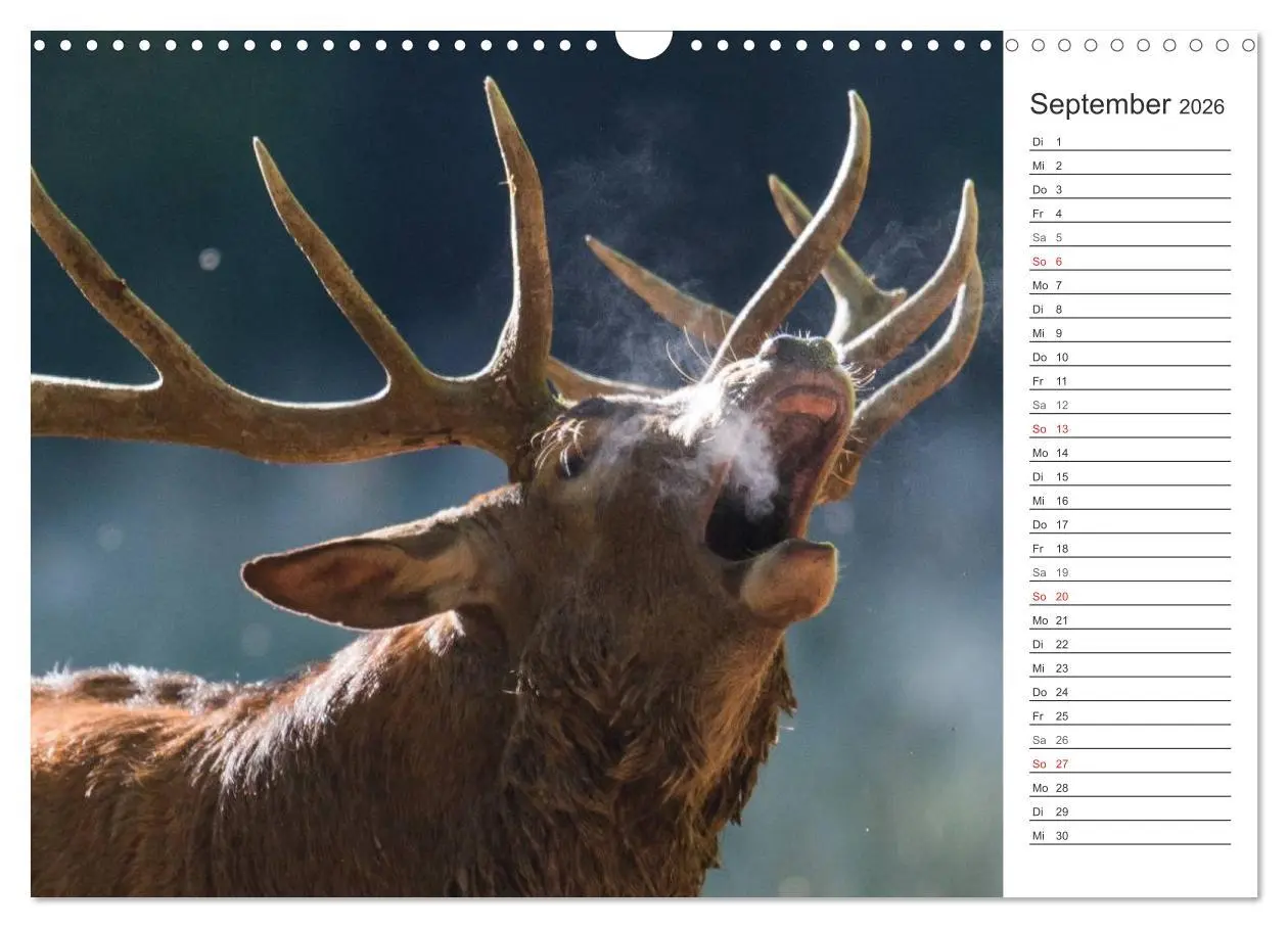 Bild: 9783516006957 | Emotionale Momente: Wild und Jagd. (Wandkalender 2026 DIN A3 quer),...