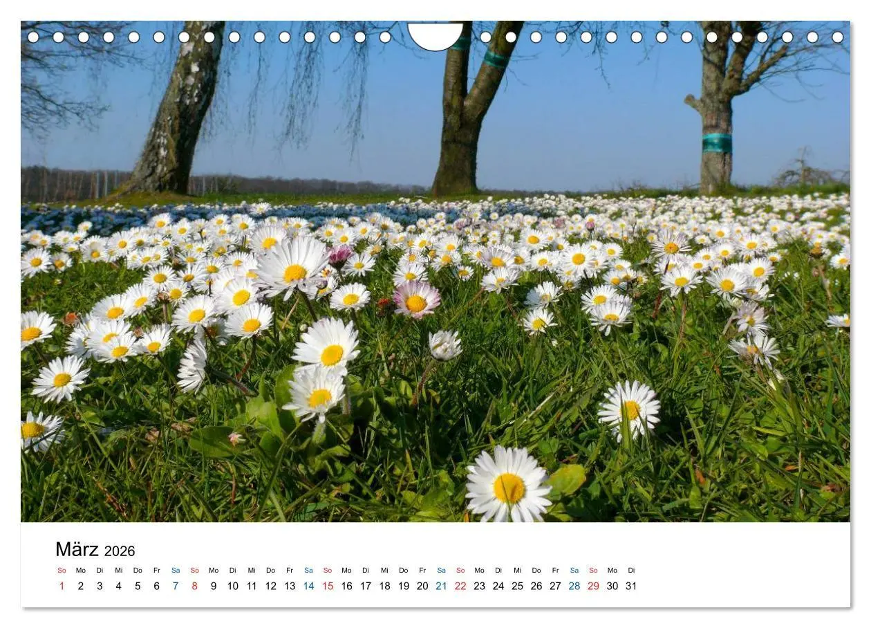 Bild: 9783516176957 | Felder und Wiesen (Wandkalender 2026 DIN A4 quer), CALVENDO...