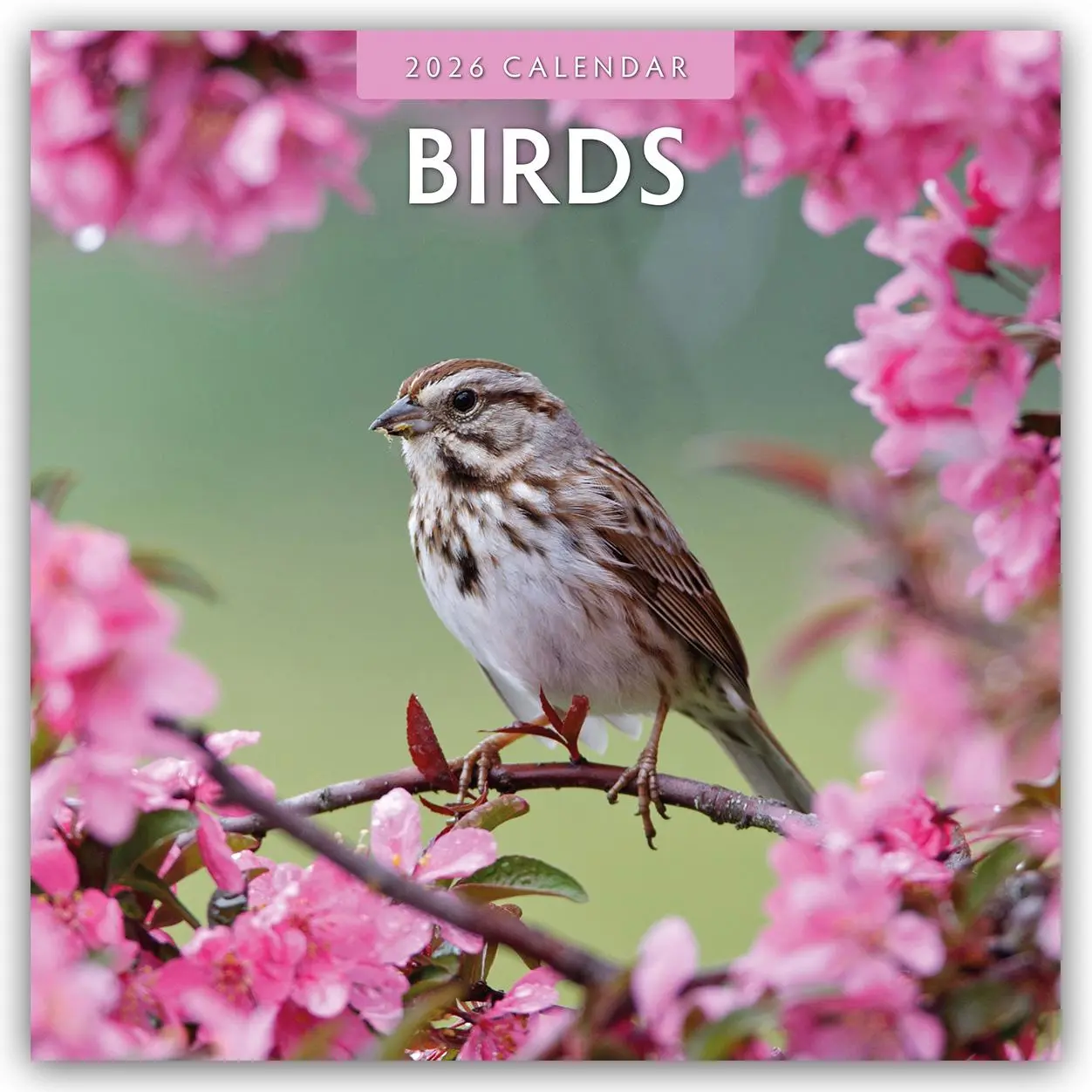 Cover: 9781804427057 | Birds 2026 Square Wall Calendar | Red Robin | Taschenbuch | 13 S.