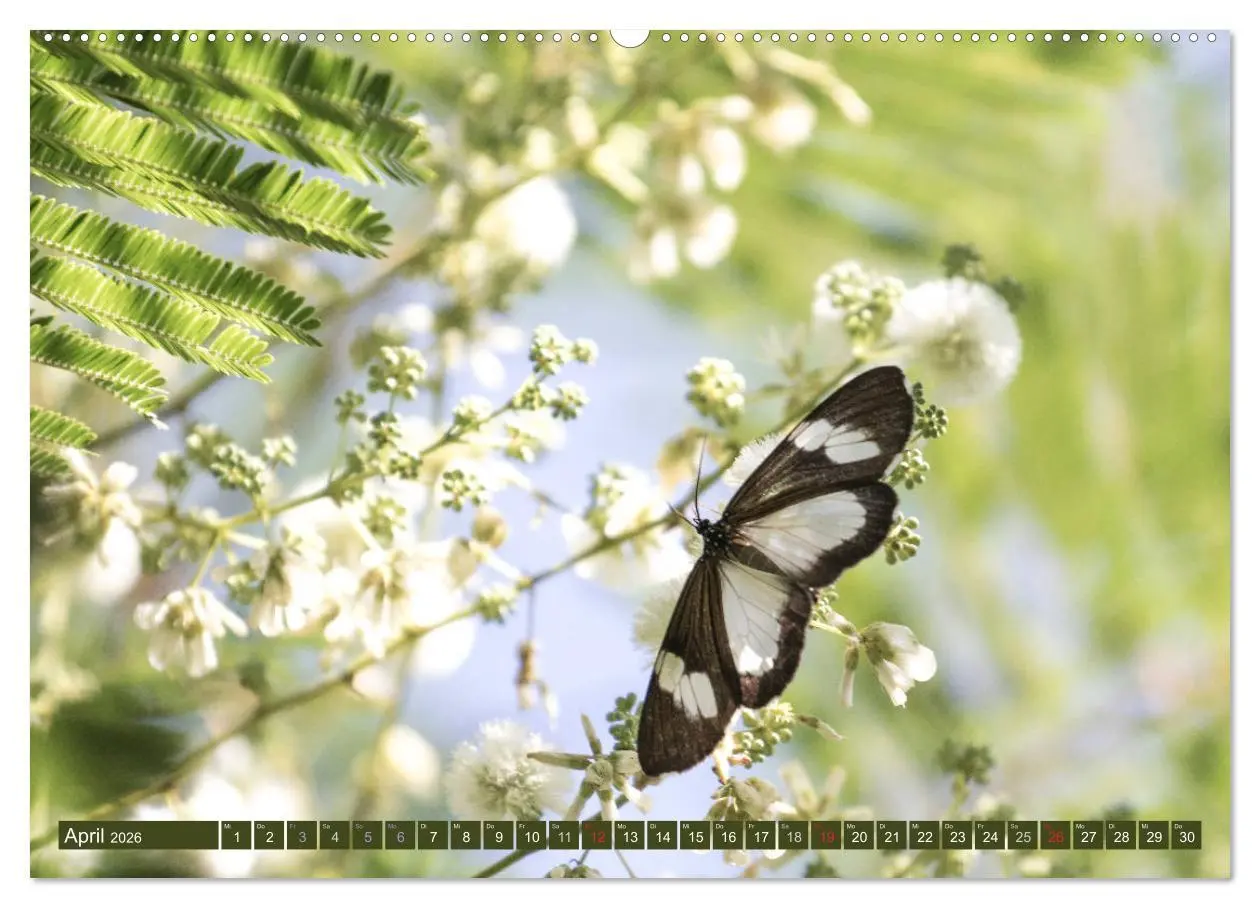 Bild: 9783457737057 | Geheimtipp Uganda (hochwertiger Premium Wandkalender 2026 DIN A2...