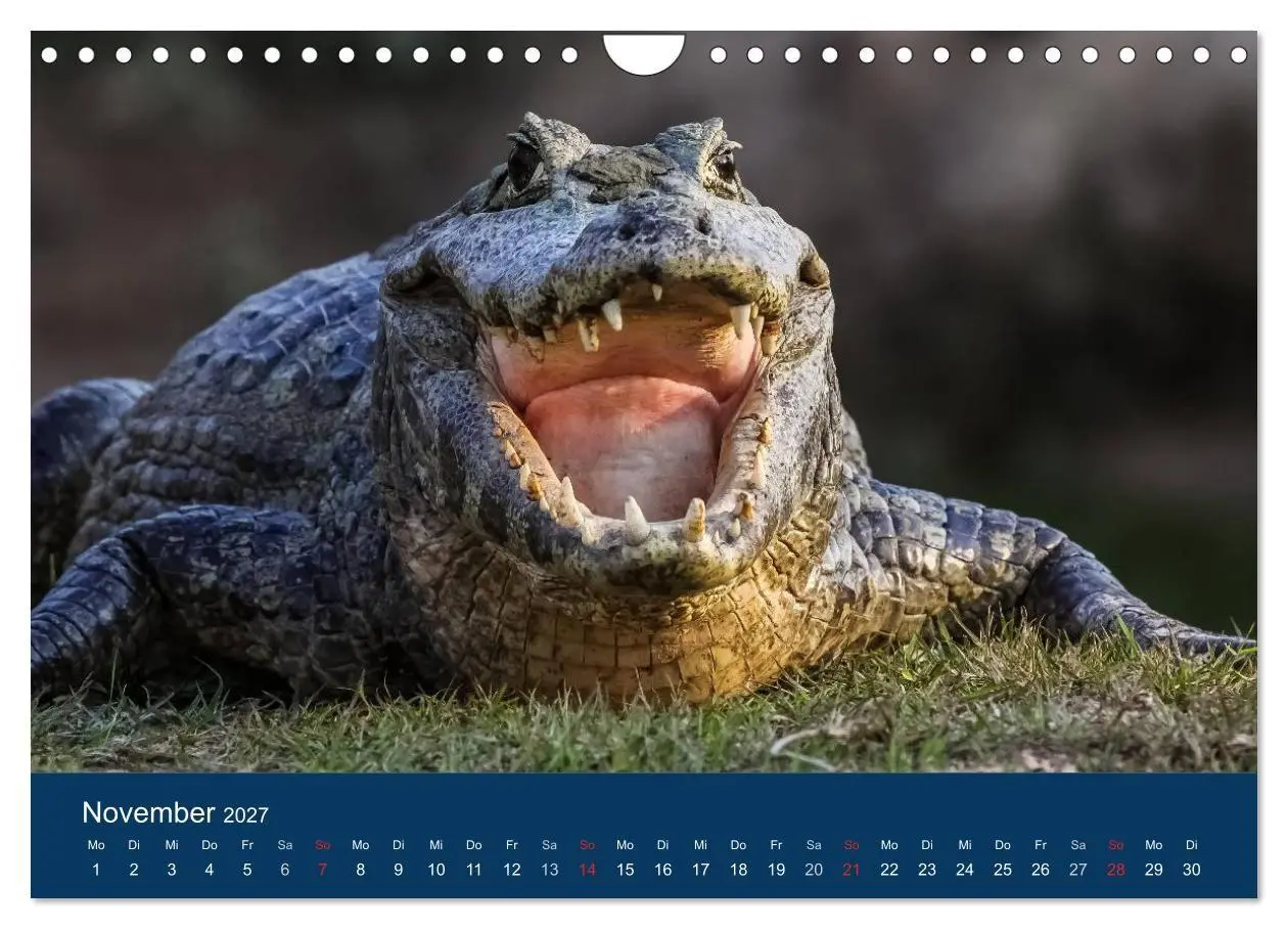 Bild: 9783594107157 | Brasilien tierisch gut 2027 (Wandkalender 2027 DIN A4 quer),...