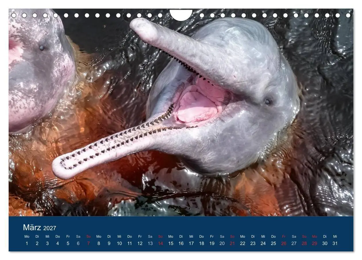 Bild: 9783594107157 | Brasilien tierisch gut 2027 (Wandkalender 2027 DIN A4 quer),...