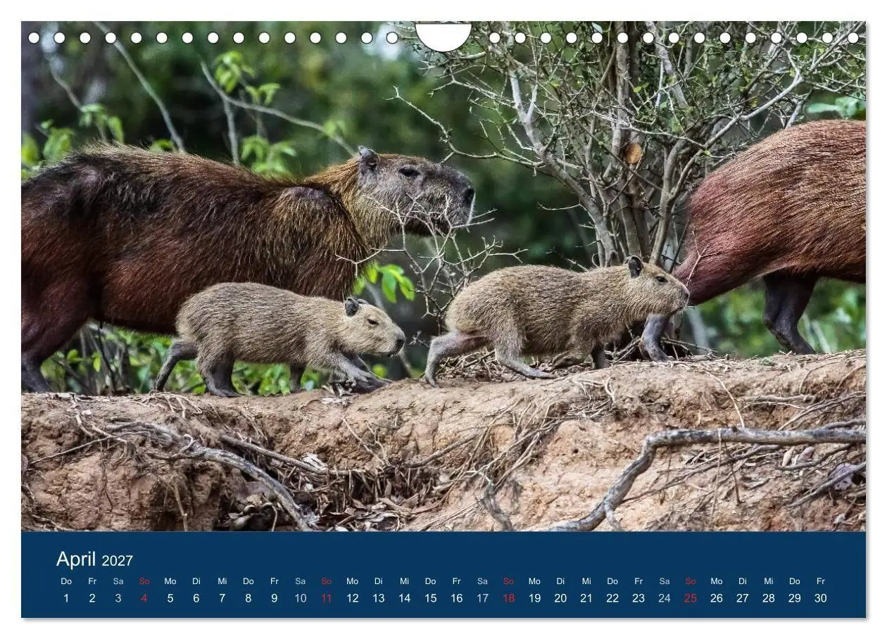 Bild: 9783594107157 | Brasilien tierisch gut 2027 (Wandkalender 2027 DIN A4 quer),...