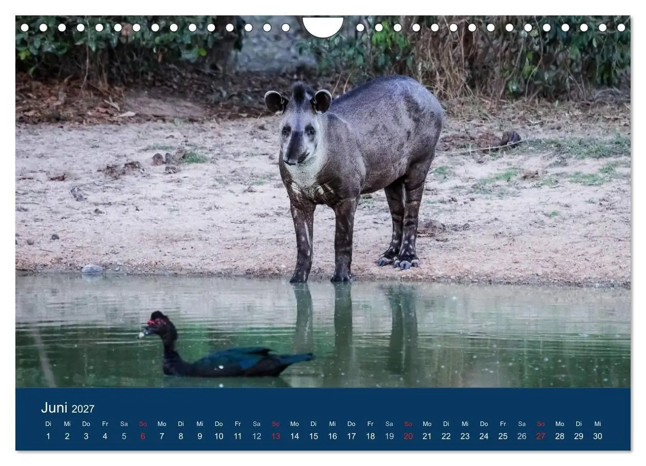 Bild: 9783594107157 | Brasilien tierisch gut 2027 (Wandkalender 2027 DIN A4 quer),...
