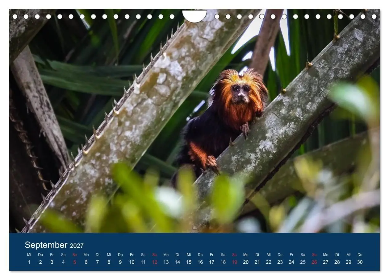 Bild: 9783594107157 | Brasilien tierisch gut 2027 (Wandkalender 2027 DIN A4 quer),...