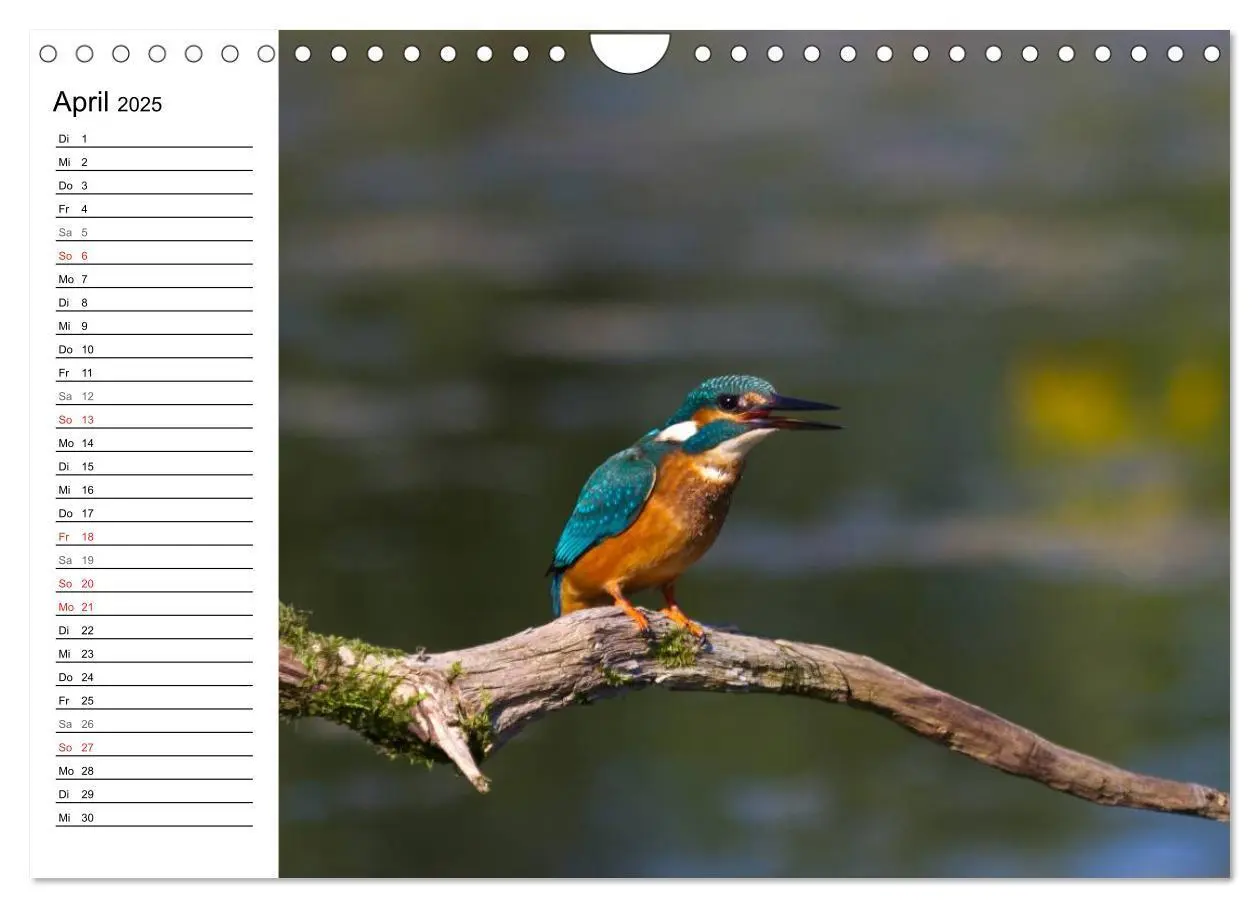 Bild: 9783435797257 | Eisvögel (Wandkalender 2025 DIN A4 quer), CALVENDO Monatskalender