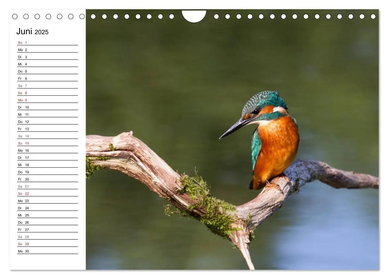 Bild: 9783435797257 | Eisvögel (Wandkalender 2025 DIN A4 quer), CALVENDO Monatskalender