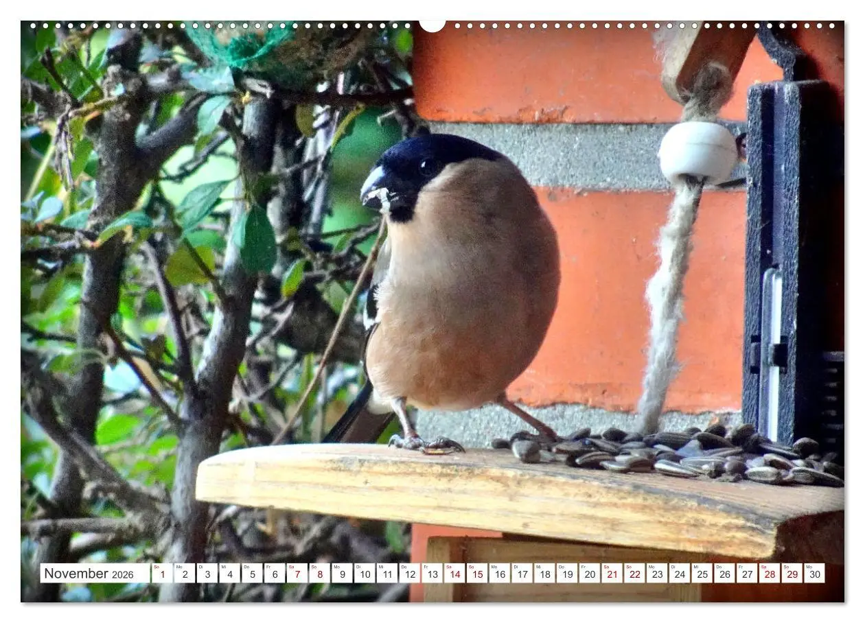 Bild: 9783457407257 | Herr und Frau Gimpel - Stammgäste im Garten (hochwertiger Premium...
