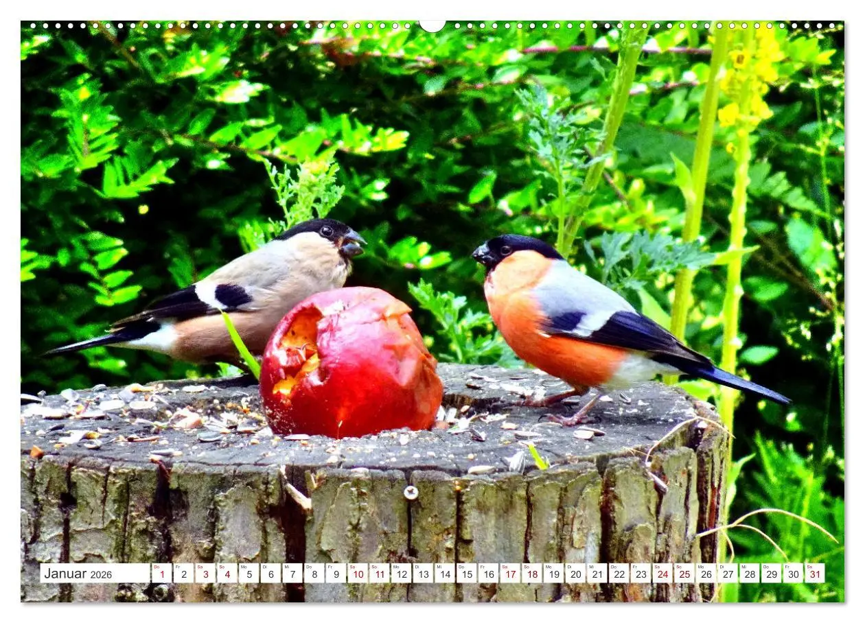 Bild: 9783457407257 | Herr und Frau Gimpel - Stammgäste im Garten (hochwertiger Premium...