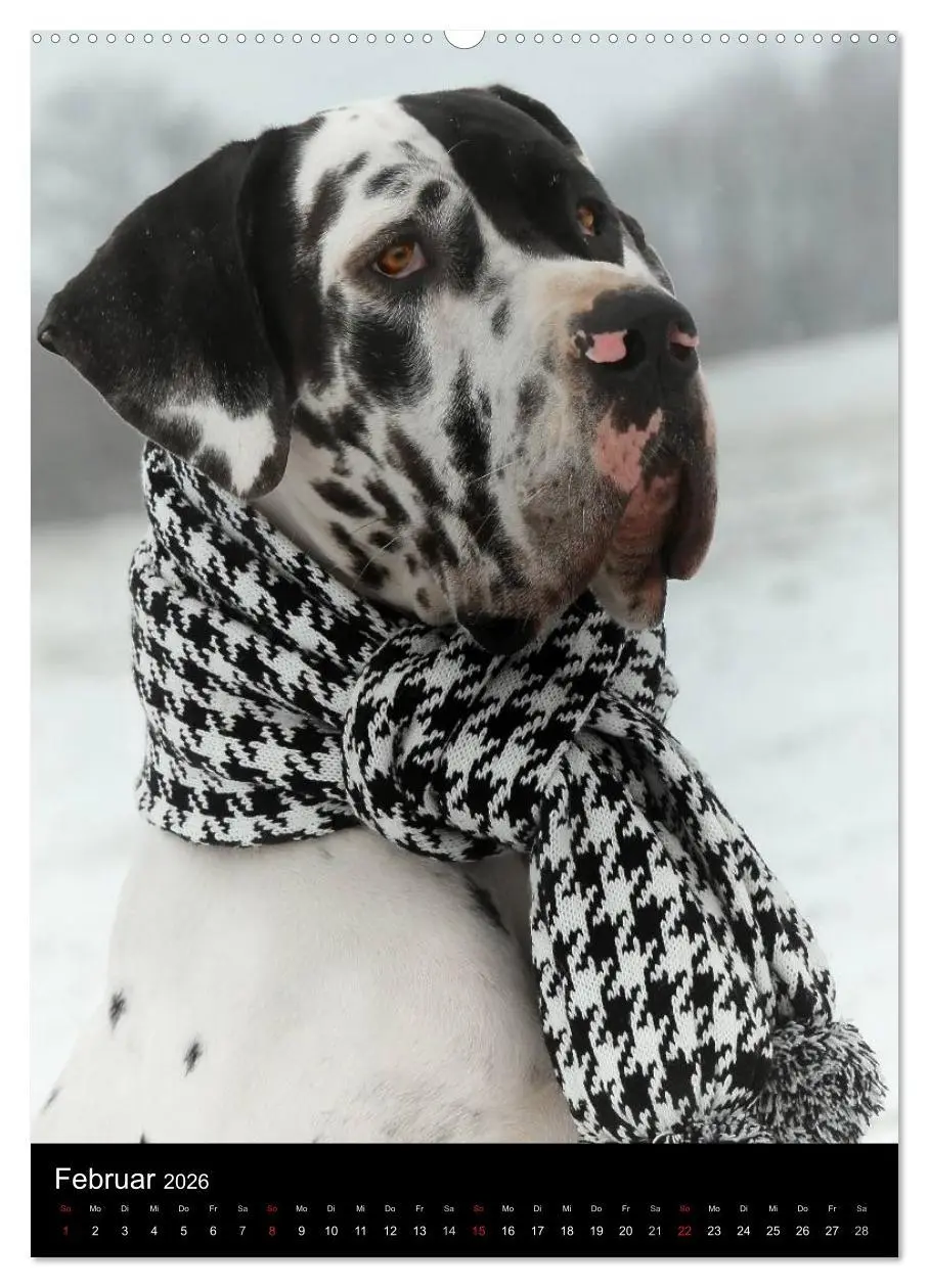Bild: 9783516427257 | Faszination Deutsche Dogge (hochwertiger Premium Wandkalender 2026...