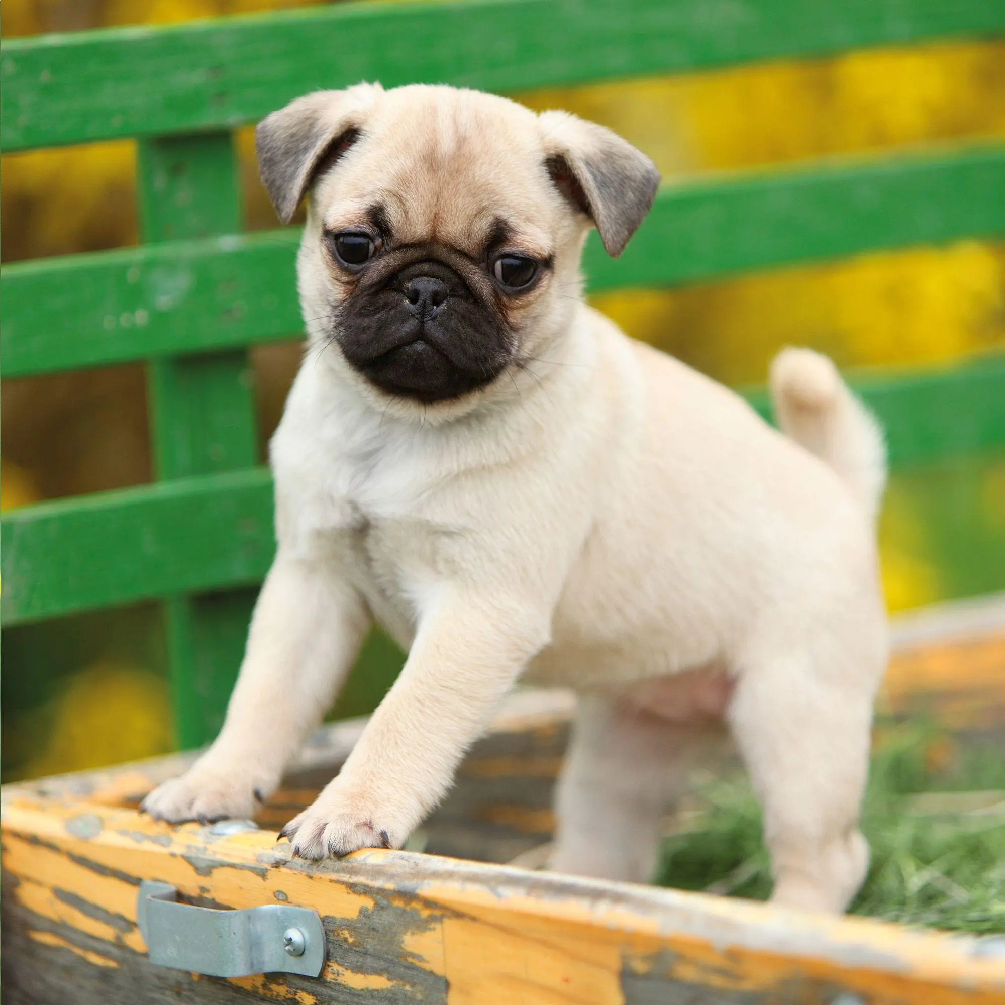 Bild: 9783959297257 | Möpse / Puglets 2027 | Kalender 2027 | Kalender | Artwork Edition
