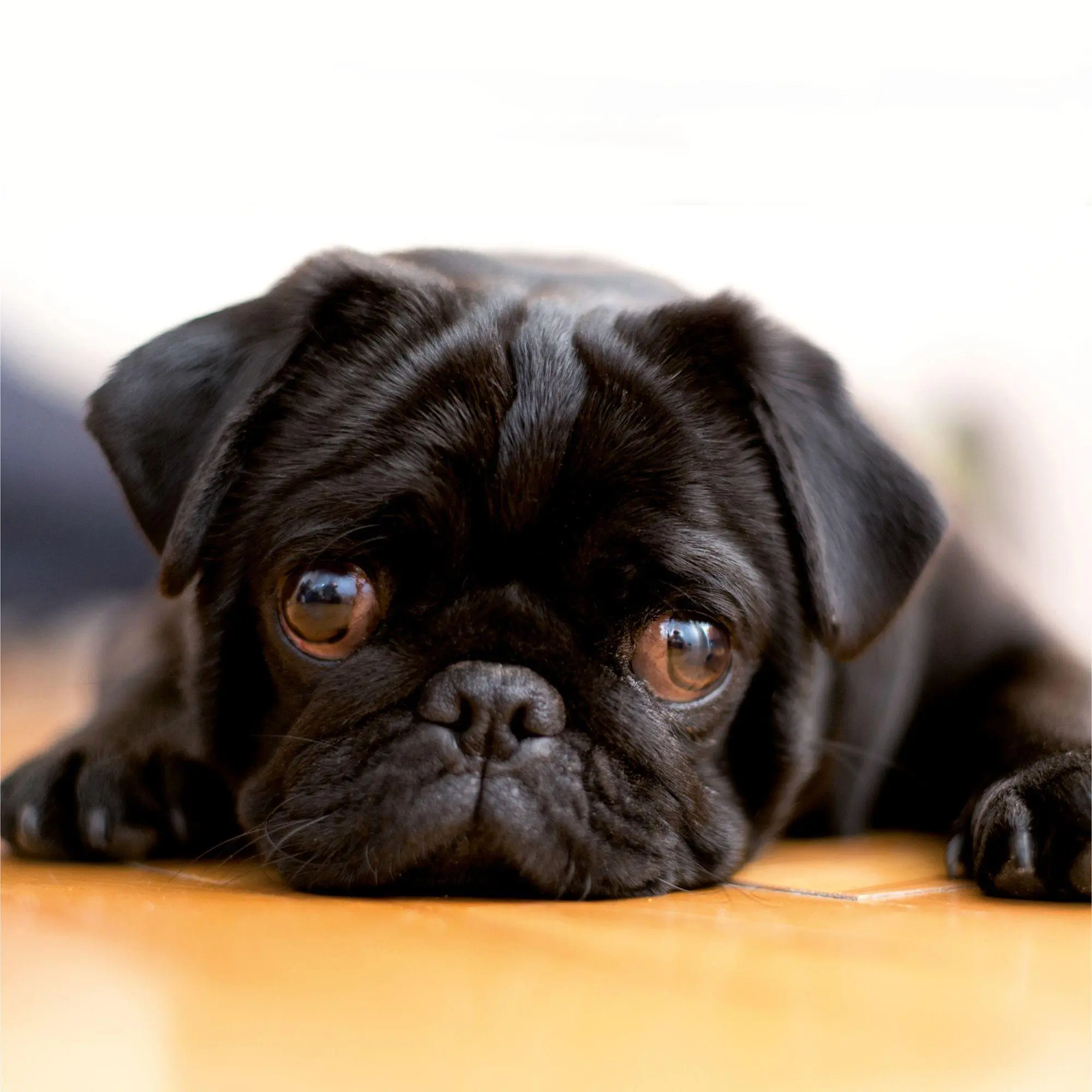 Bild: 9783959297257 | Möpse / Puglets 2027 | Kalender 2027 | Kalender | Artwork Edition