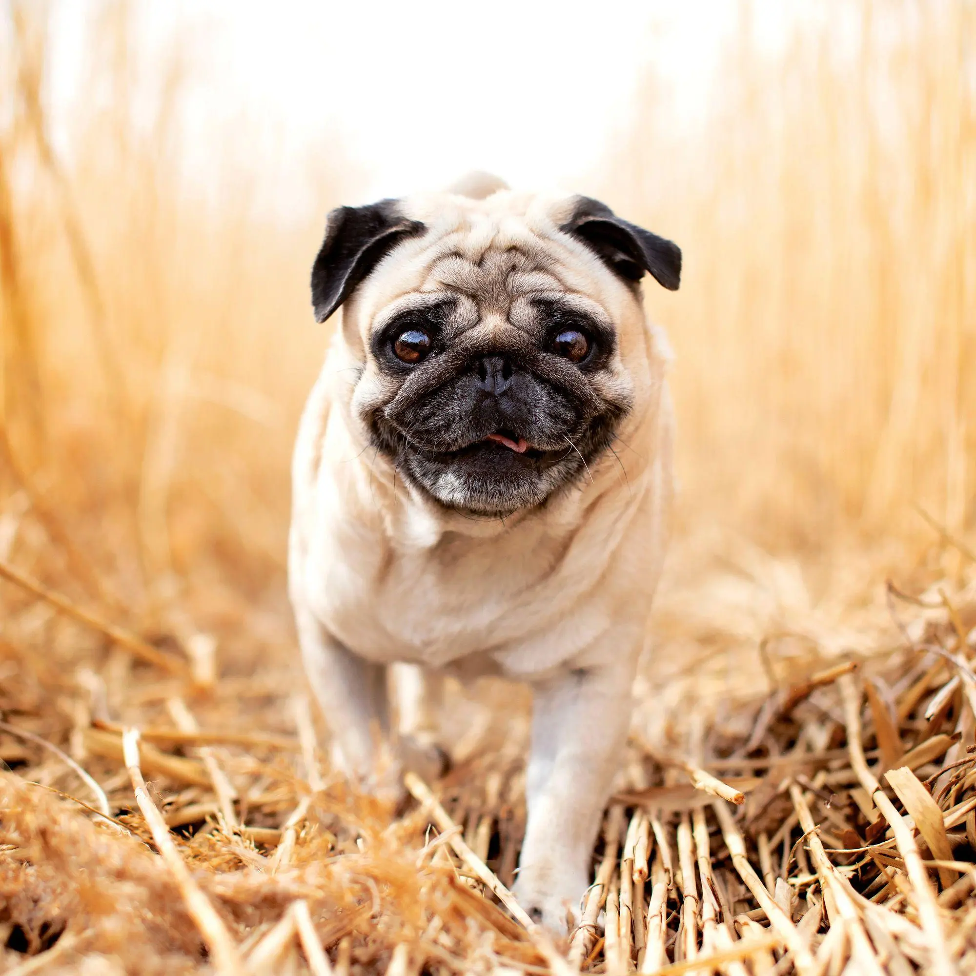 Bild: 9783959297257 | Möpse / Puglets 2027 | Kalender 2027 | Kalender | Artwork Edition