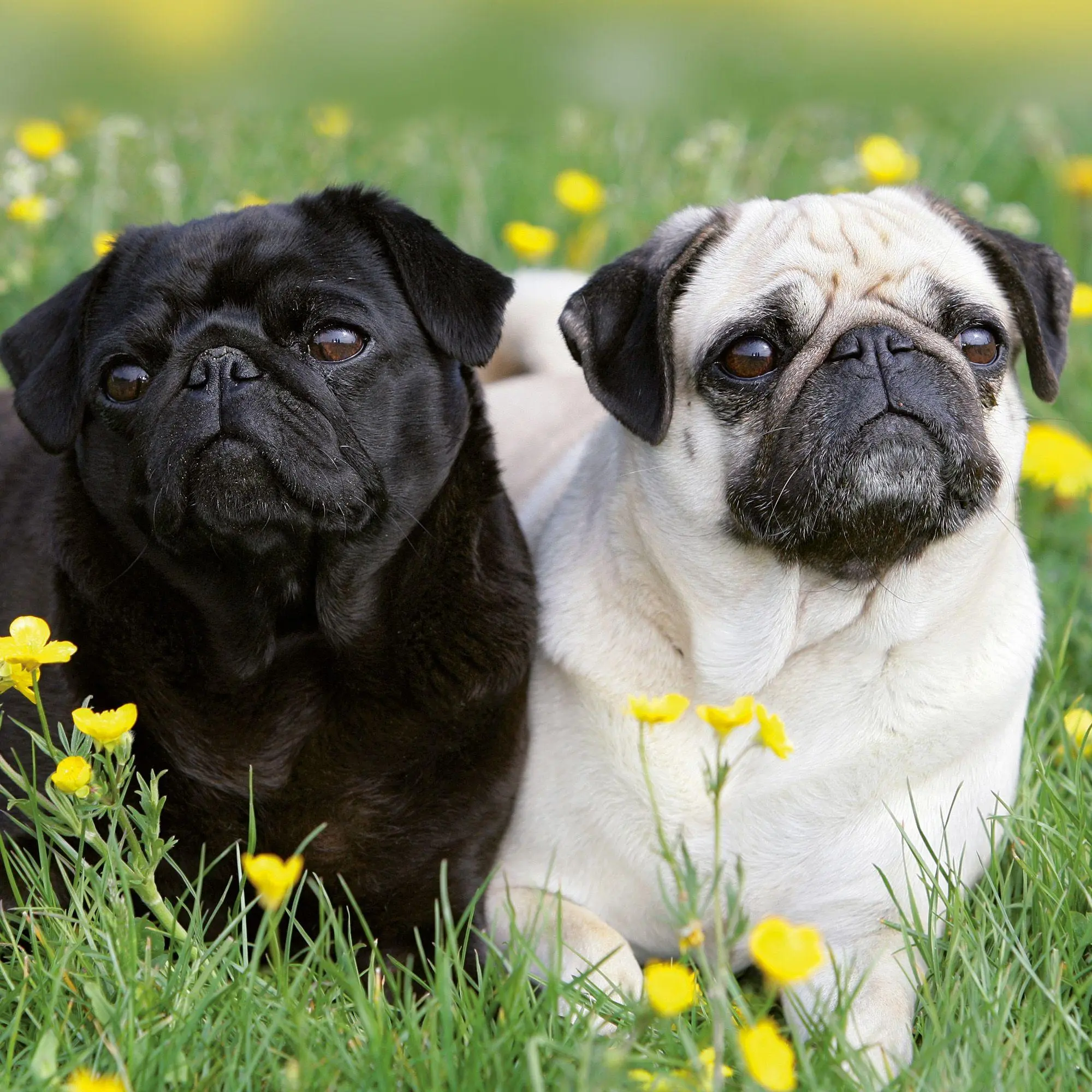 Bild: 9783959297257 | Möpse / Puglets 2027 | Kalender 2027 | Kalender | Artwork Edition