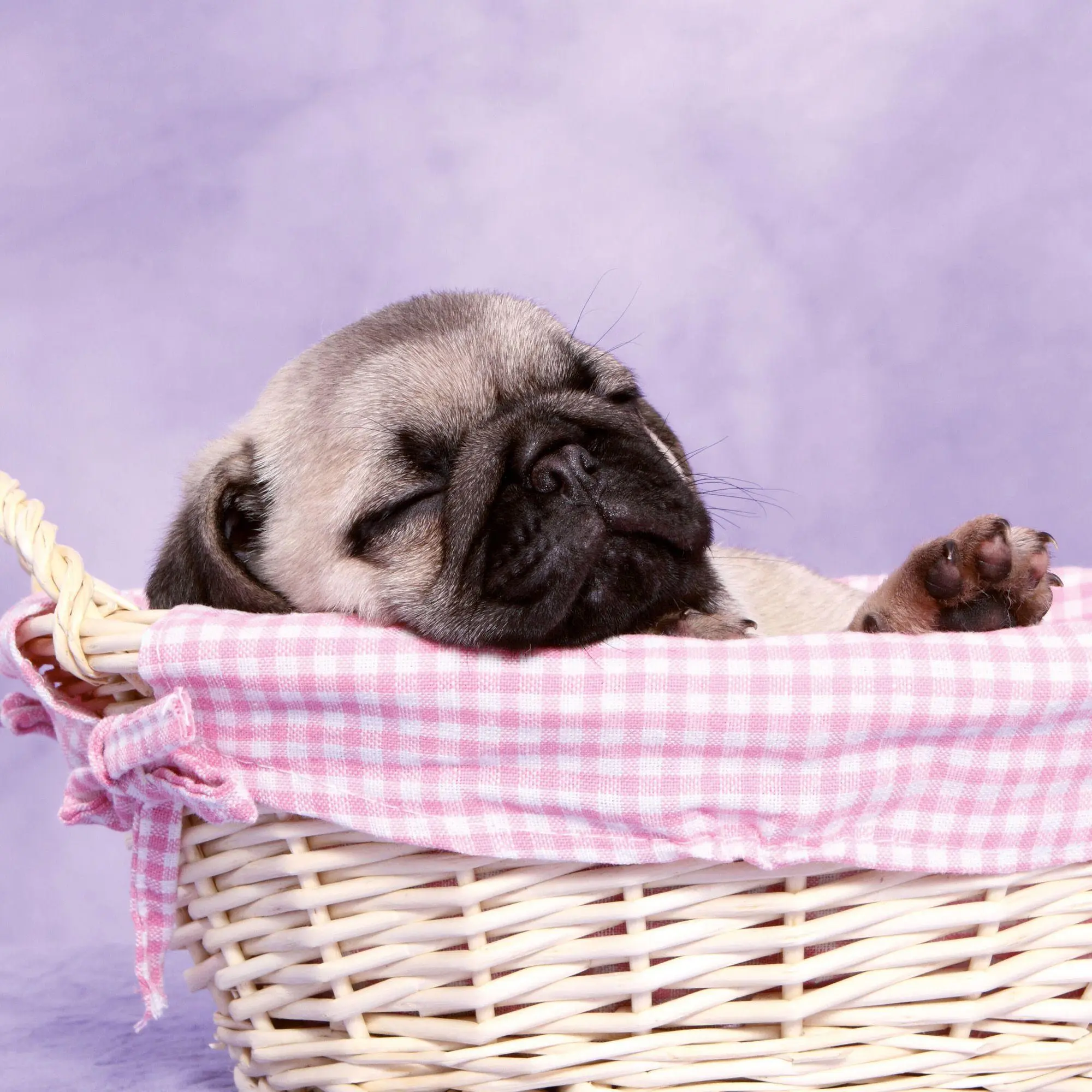 Bild: 9783959297257 | Möpse / Puglets 2027 | Kalender 2027 | Kalender | Artwork Edition