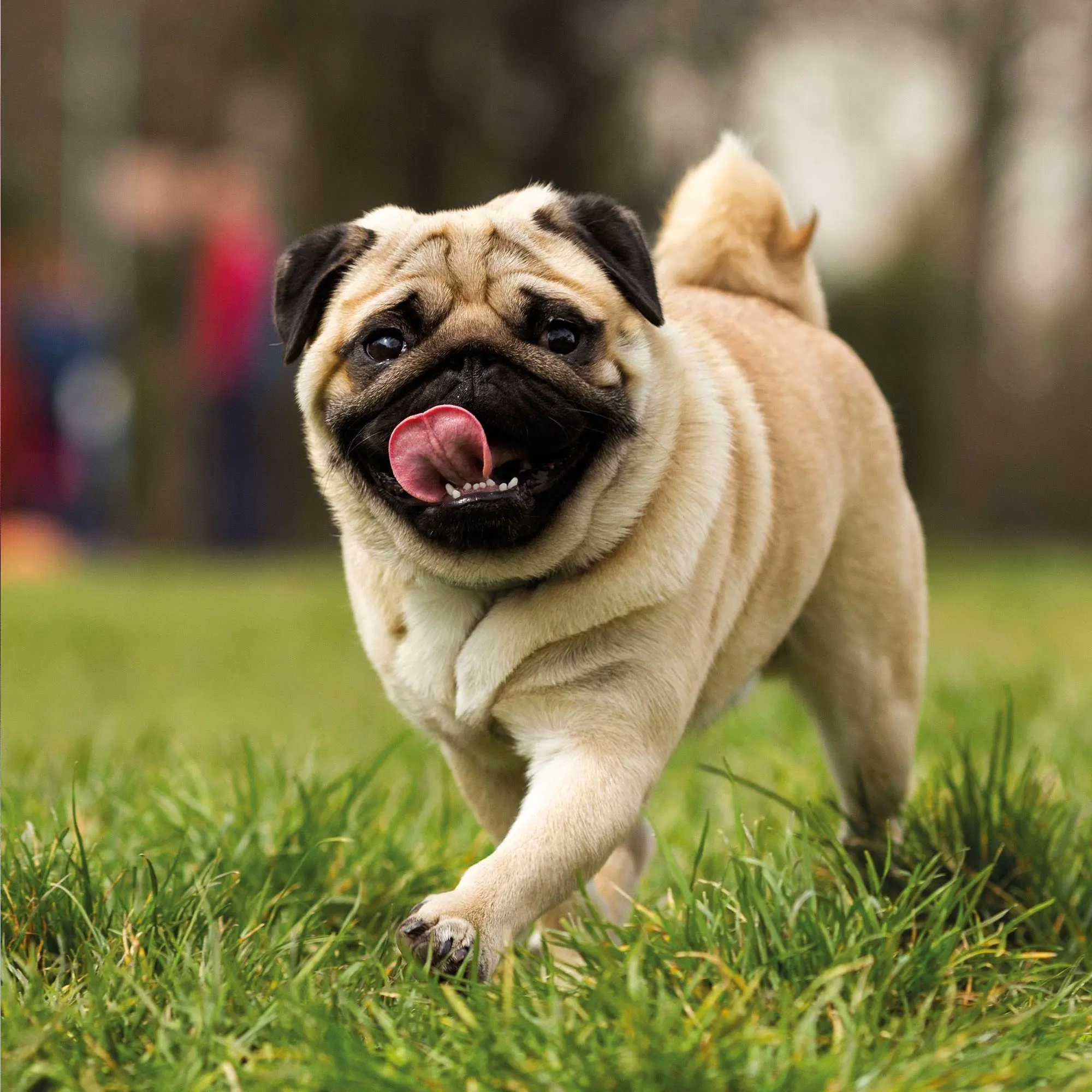 Bild: 9783959297257 | Möpse / Puglets 2027 | Kalender 2027 | Kalender | Artwork Edition