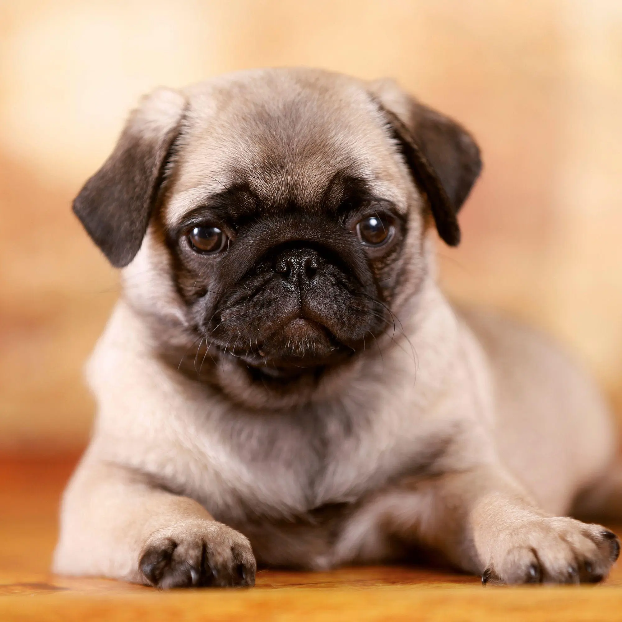 Bild: 9783959297257 | Möpse / Puglets 2027 | Kalender 2027 | Kalender | Artwork Edition