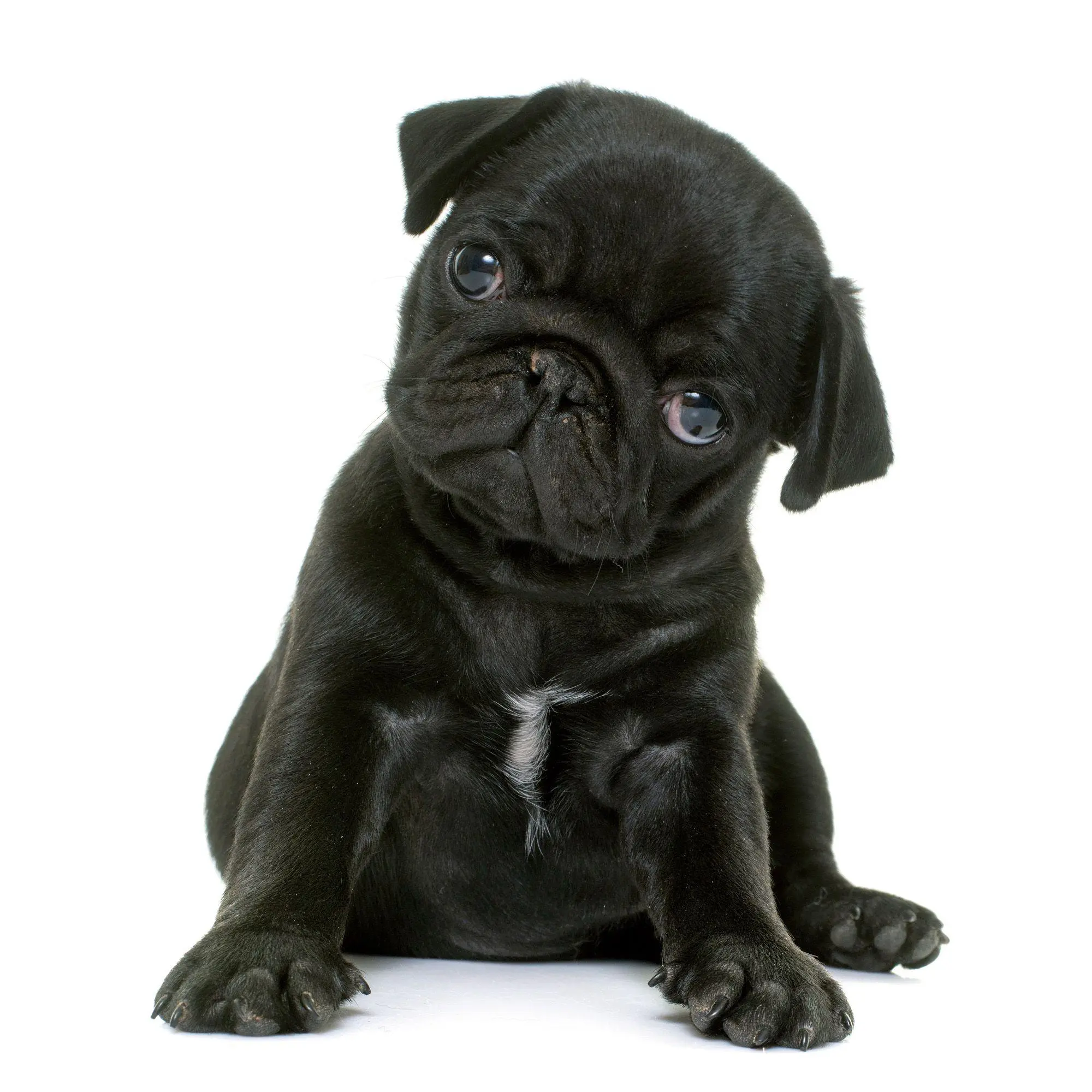 Bild: 9783959297257 | Möpse / Puglets 2027 | Kalender 2027 | Kalender | Artwork Edition