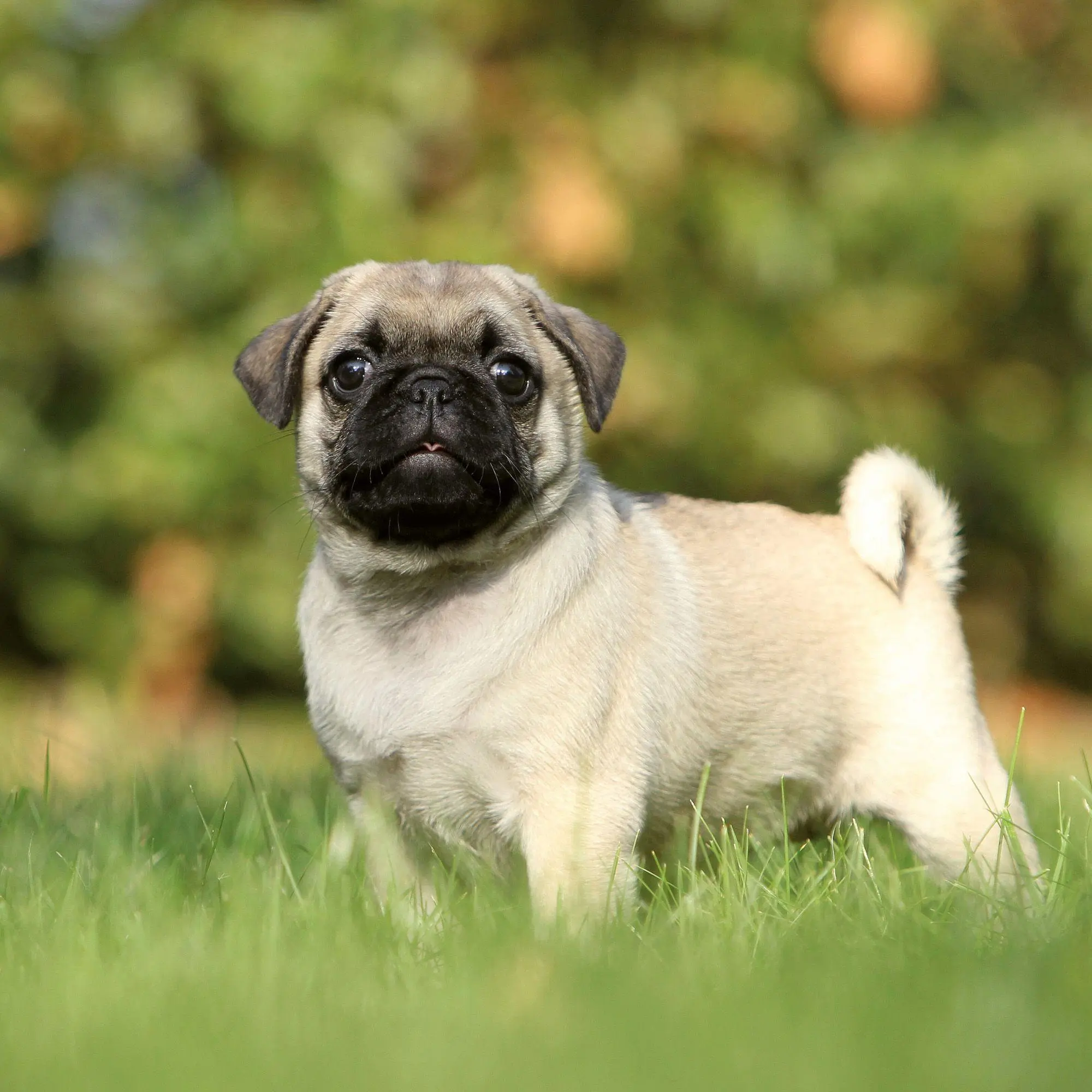 Bild: 9783959297257 | Möpse / Puglets 2027 | Kalender 2027 | Kalender | Artwork Edition