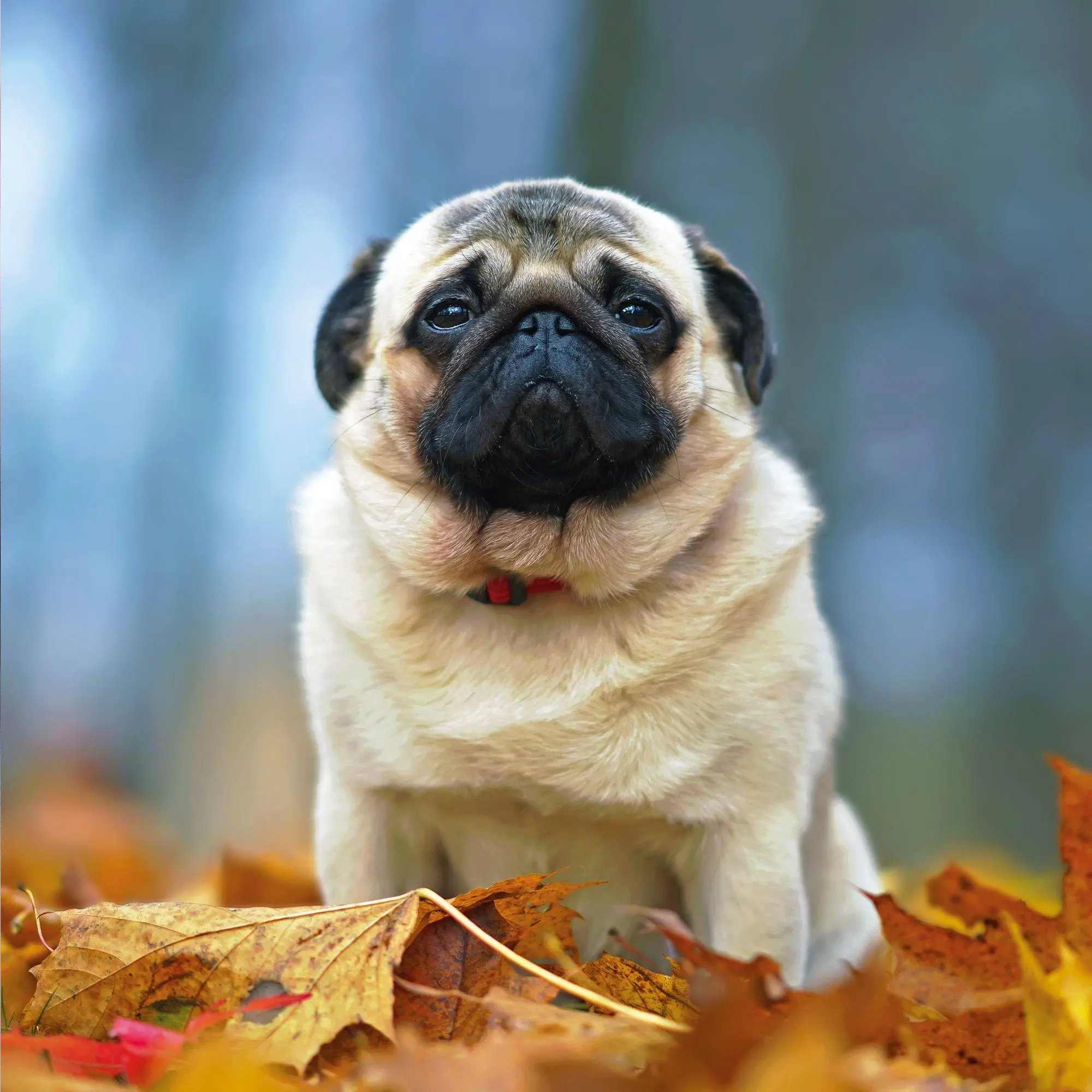 Bild: 9783959297257 | Möpse / Puglets 2027 | Kalender 2027 | Kalender | Artwork Edition