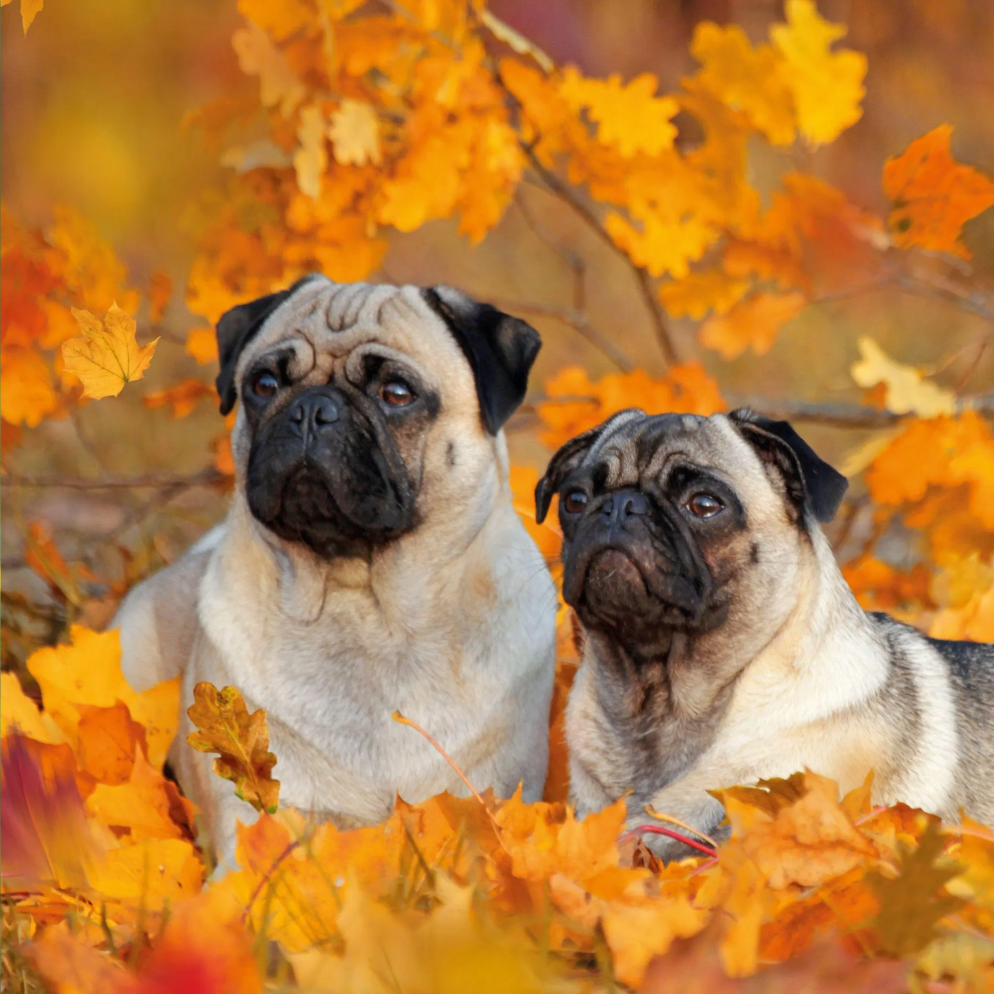 Bild: 9783959297257 | Möpse / Puglets 2027 | Kalender 2027 | Kalender | Artwork Edition
