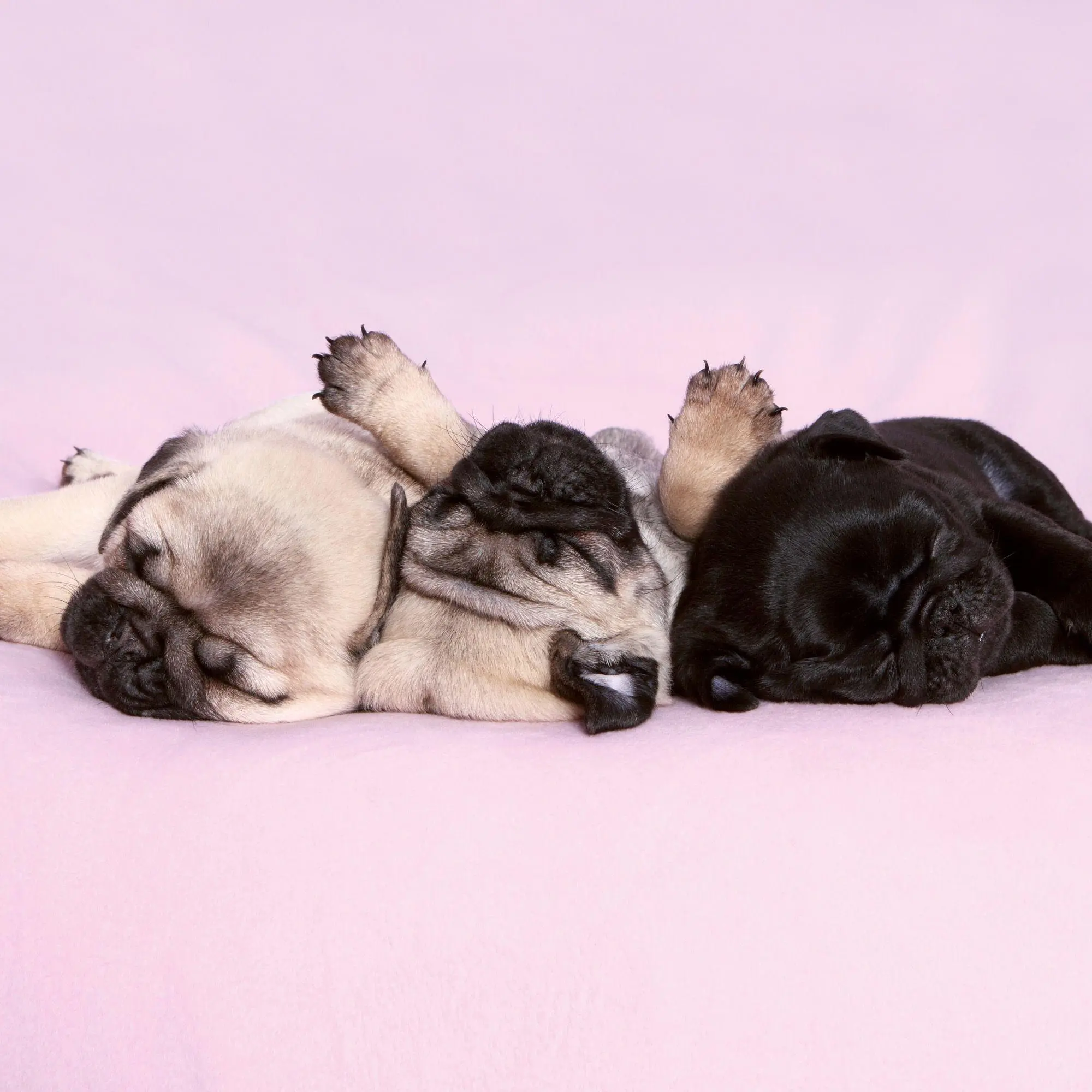 Bild: 9783959297257 | Möpse / Puglets 2027 | Kalender 2027 | Kalender | Artwork Edition