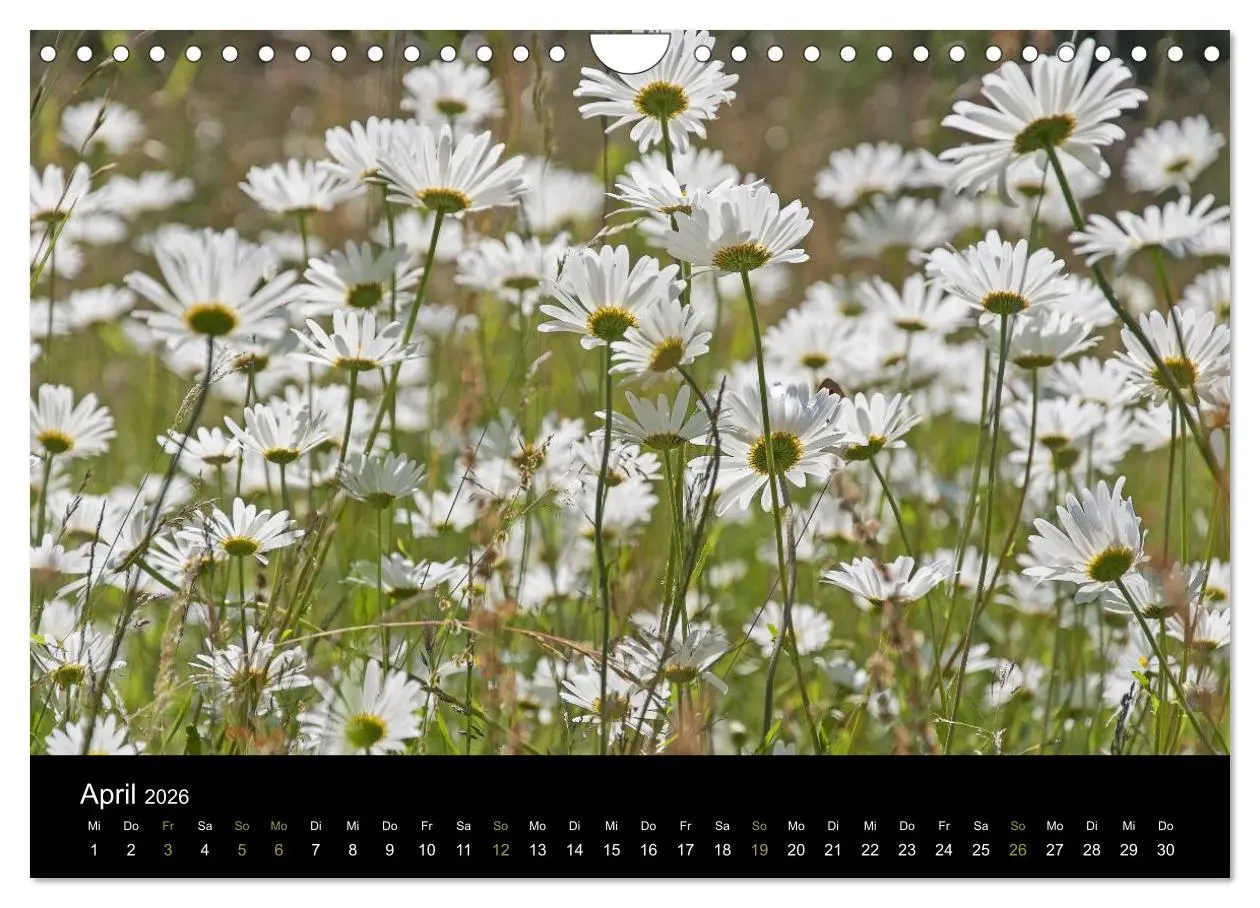 Bild: 9783516187557 | Südschweden (Wandkalender 2026 DIN A4 quer), CALVENDO Monatskalender