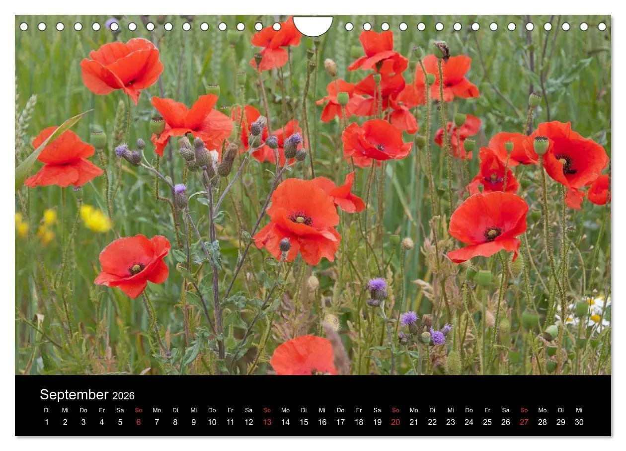 Bild: 9783516187557 | Südschweden (Wandkalender 2026 DIN A4 quer), CALVENDO Monatskalender