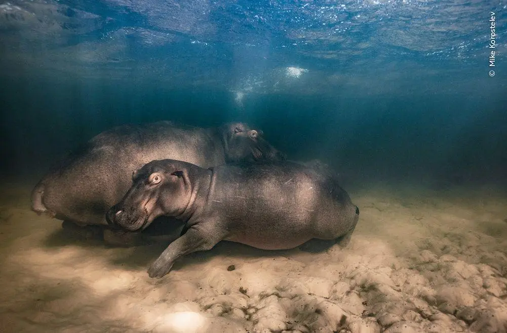 Bild: 9783957287557 | Wildlife Fotografien des Jahres - Portfolio 33 | Museum | Buch | 2023