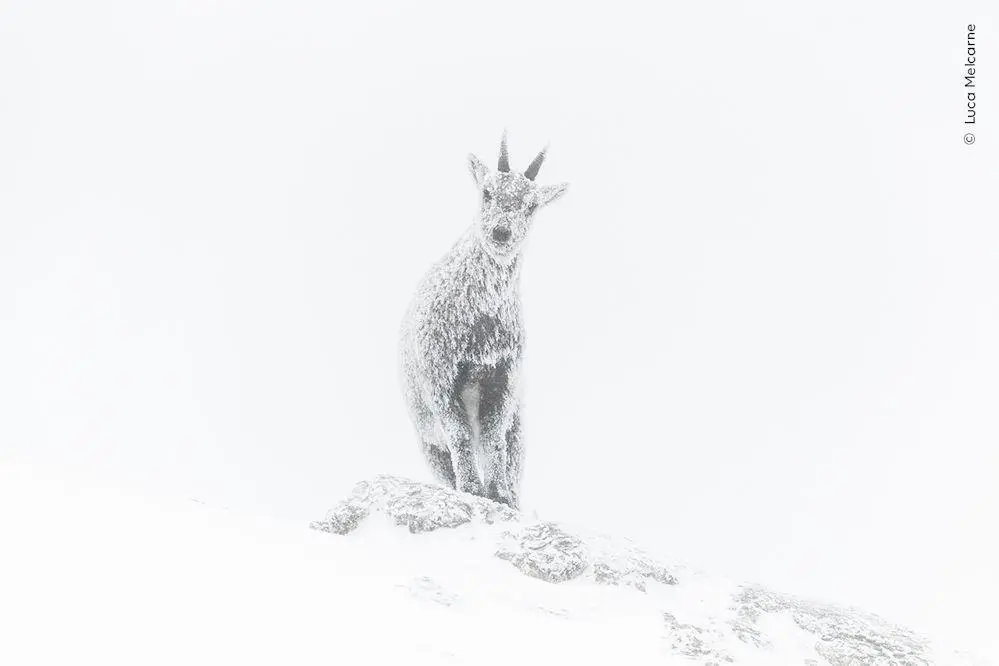 Bild: 9783957287557 | Wildlife Fotografien des Jahres - Portfolio 33 | Museum | Buch | 2023
