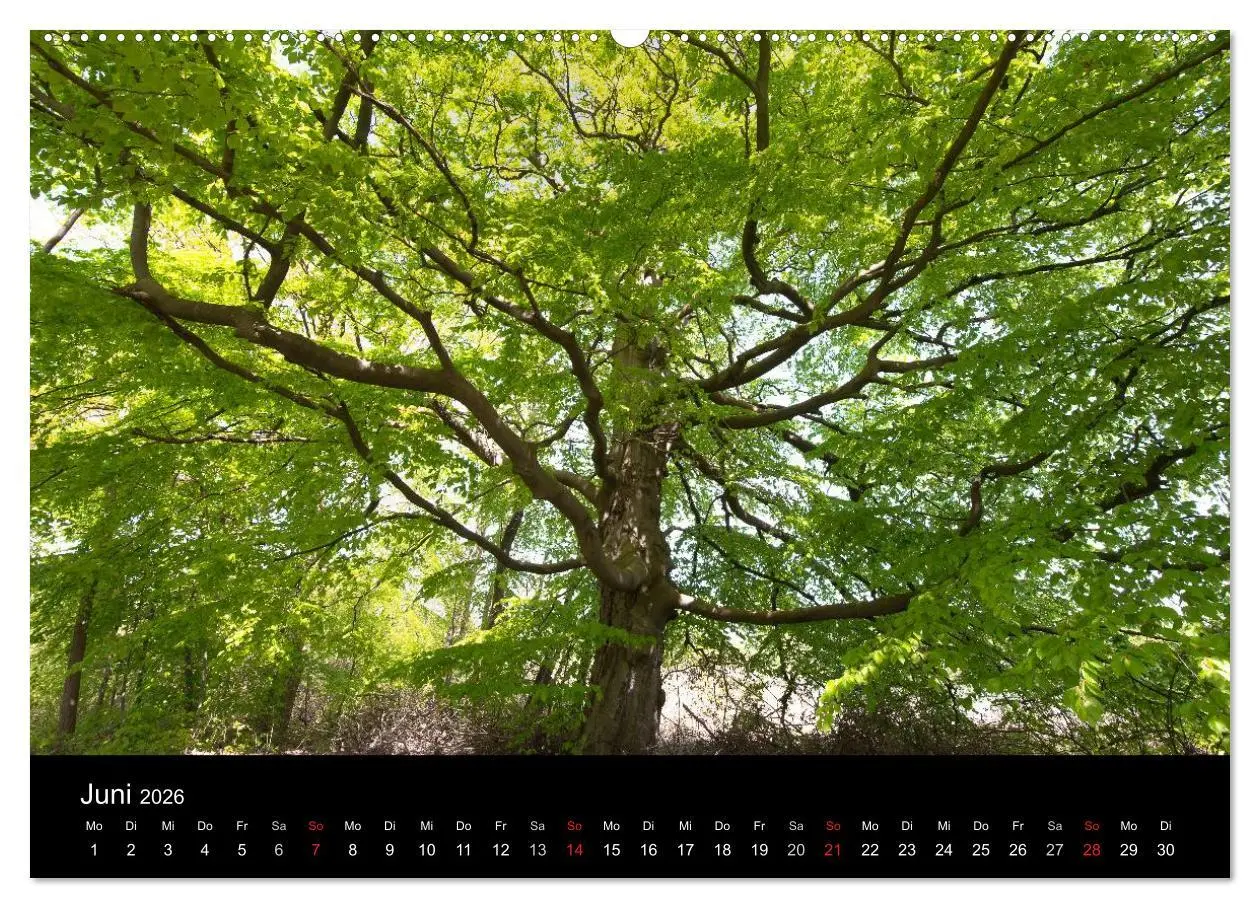 Bild: 9783516097757 | Mecklenburg - Vorpommern (hochwertiger Premium Wandkalender 2026...