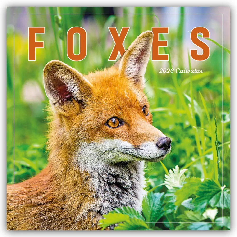 Cover: 9781529847857 | Foxes - Füchse 2026 - Wand-Kalender | Carousel Calendar | Kalender