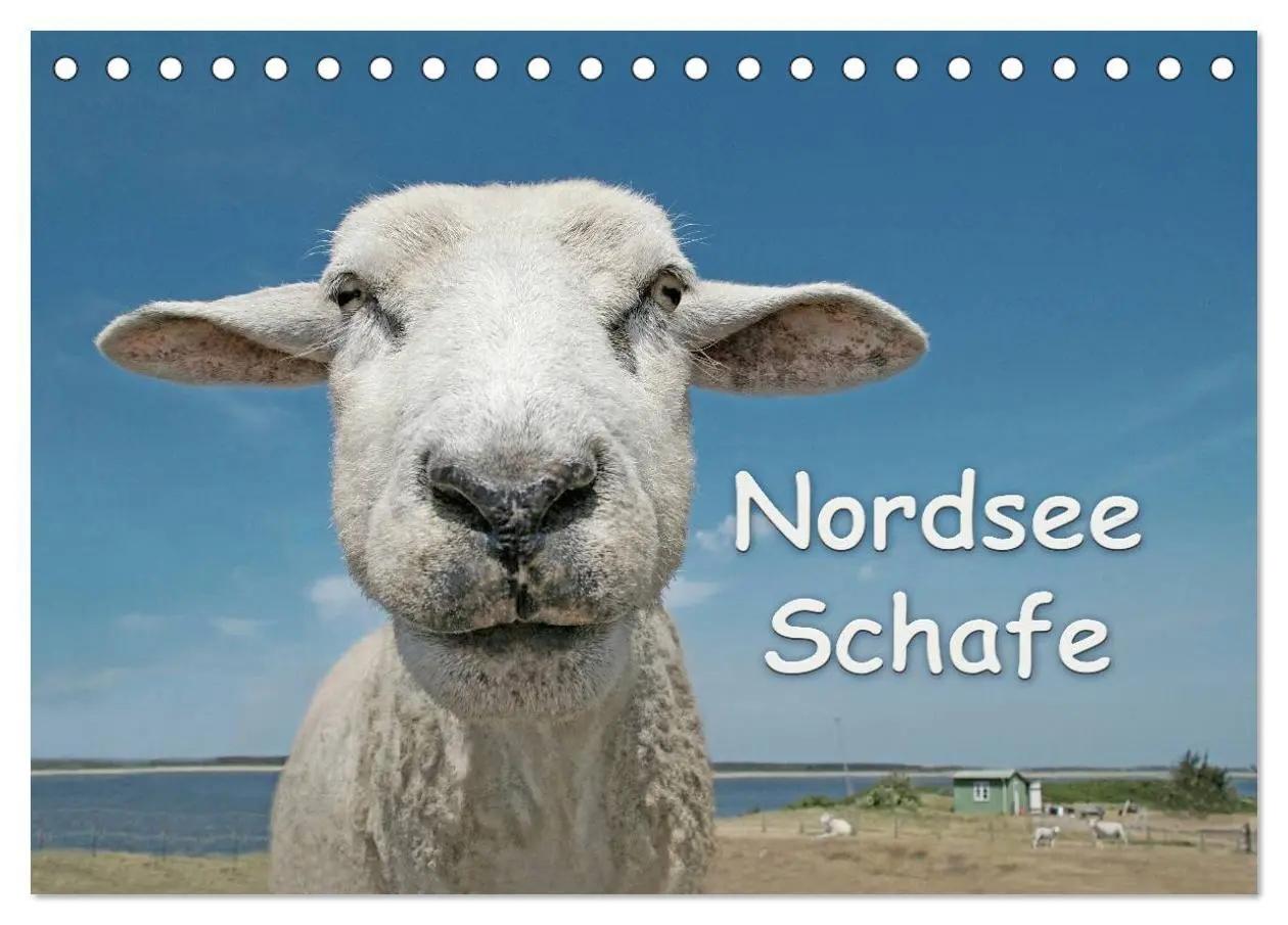Cover: 9783516087857 | Nordsee Schafe (Tischkalender 2026 DIN A5 quer), CALVENDO...